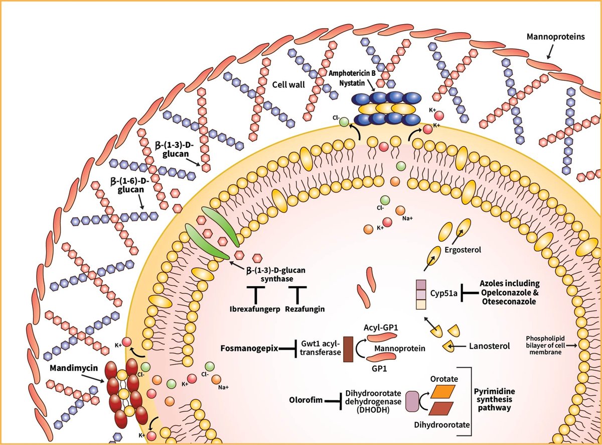 CMIJournal's tweet photo. Development of new antifungal agents is challenging because of limited target sites, emergence of resistance, and adverse toxicity profiles. New agents offer alternative options for difficult-to-treat infections: https://t.co/RMvzTof4vs https://t.co/rxldtYW8GS