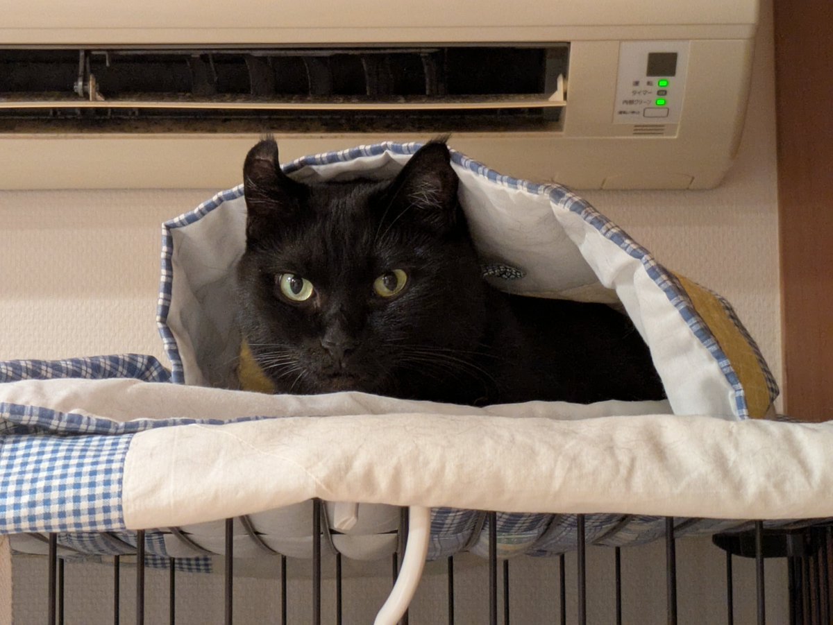 KKaharu's tweet photo. 暑いｹﾄﾞ寒いの…
だからｺﾚで丁度良いﾆｬ((*ΦωΦ)੭ꠥ⁾⁾

#Cat #猫 #ねこ #にゃんこ #ぬこ
#くろねこ #黒猫 #黒銀(クロガネ) https://t.co/SVxEFcTw7Q