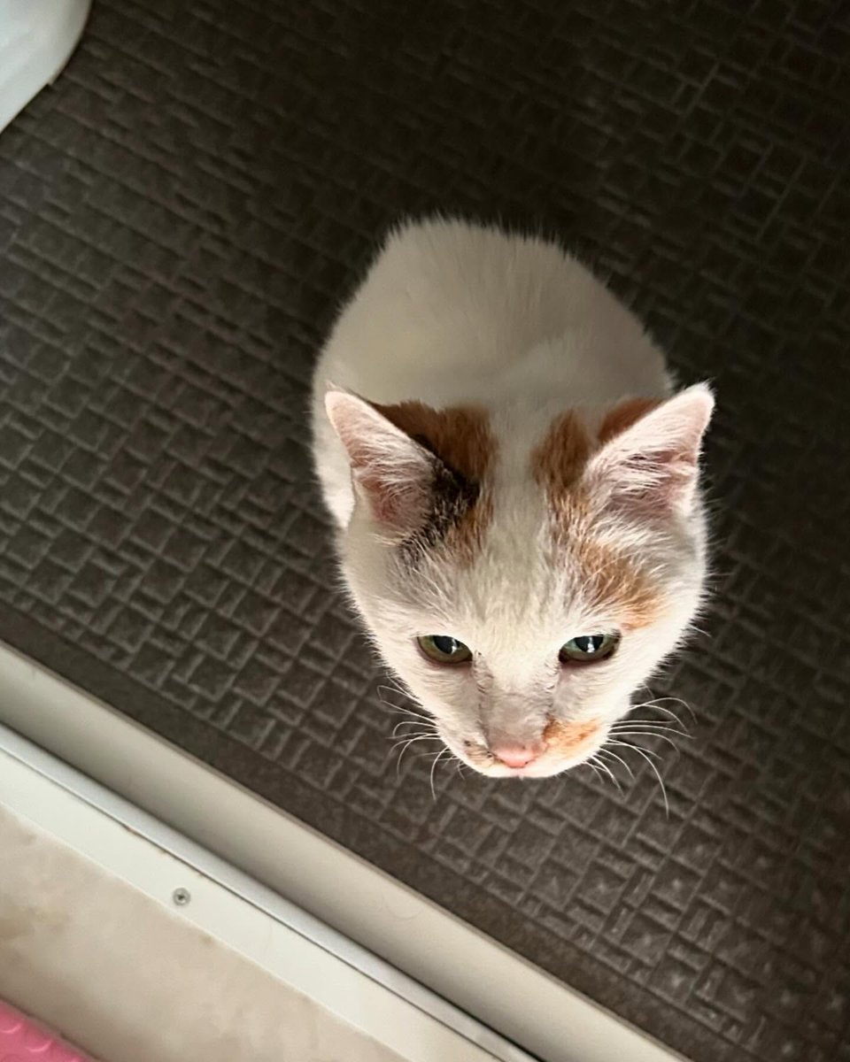 IngridFitzer's tweet photo. 言葉を持たない存在と向き合っていると、沈黙の意味が少しずつ変わってくるような気がする。共鳴する距離感が、妙に落ち着く。 https://t.co/hZdKbSrHf1