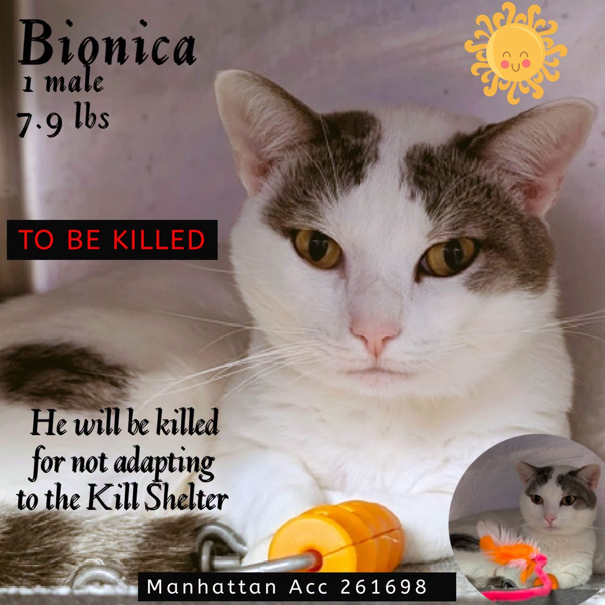 ngremmy's tweet photo. 🆘Please REPOST-adopt-foster🆘

BIONICA is on the “emergency placement” list at NYC AC&amp;C and needs out of the shelter by 12 NOON 9/8!

#TeamKittySOS https://t.co/3ACM58DIxe https://t.co/y2pxiPl5l7