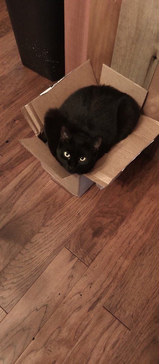SirJamesForbes's tweet photo. I found this cat in my kitchen could somebody please tell her the litter pan is in the hallway https://t.co/LYwZZI2soC