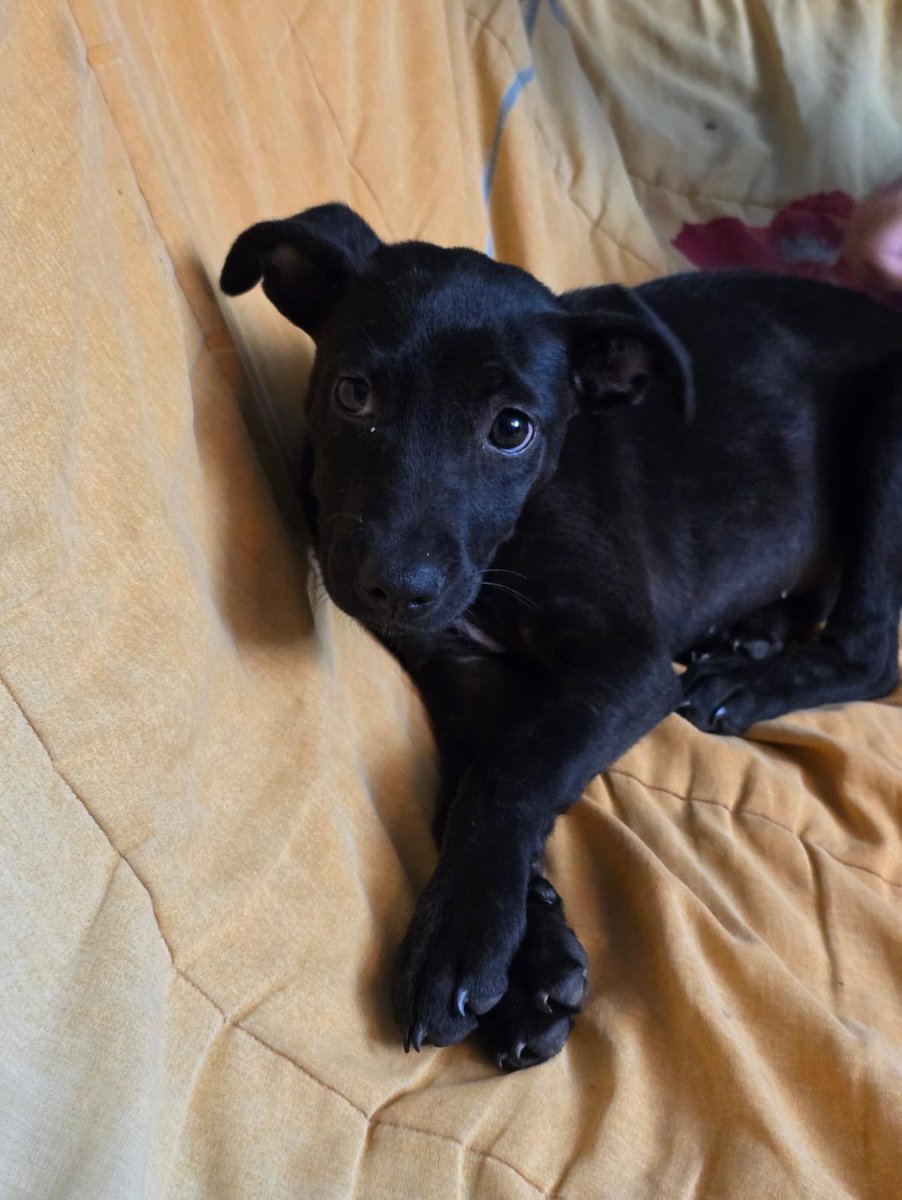 HELA_MORE's tweet photo. 🐾 ELLA ES LA PEQUEÑA CATHY Y HOY NECESITA DE TI 🩷

Cathy es una perrita rescatada que, desafortunadamente, no tiene un hogar donde estar protegida. Entra de vez en cuando para dormir un poquito, pero la mayor parte del tiempo tiene que permanecer en la calle. 💔

Hace apenas unos días, otros perritos la atacaron y resultó lastimada. 😔 Y nos parte el corazón pensar que, siendo apenas una cachorrita, tenga que enfrentar sola todos los peligros de la calle.

Cathy tiene 5 meses y será talla mediana. Es una bebé que merece crecer rodeada de amor, segura y protegida. 🩷

📍 Se encuentra en Chimalhuacán, Estado de México, una zona donde hay muchísimos animales abandonados y donde la calle representa un peligro constante para ella.

🙏 No ignores a Cathy.
Ayúdanos a encontrarle una familia lo antes posible. Comparte su historia, etiqueta a alguien que pueda darle un hogar y ayúdanos a que esta pequeña deje atrás la calle.

Cathy no necesita mucho… solo necesita que alguien decida salvarla. 🐶🩷