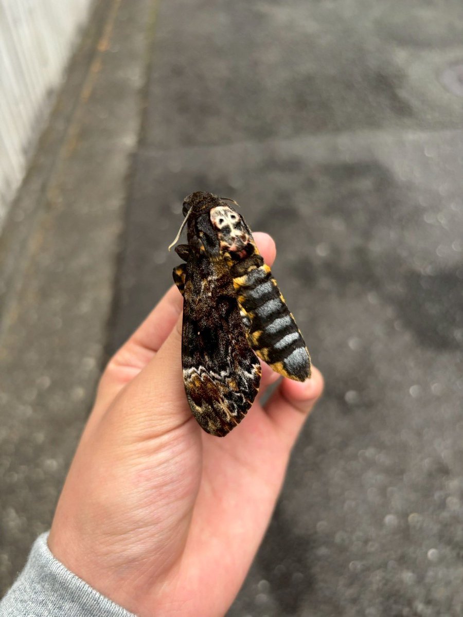 koriyuu0240's tweet photo. ここ東京23区のど真ん中だぞ⁉︎
脚とかすごい滑らかに動くしさっきまで土砂降りだったとこに無傷で落ちてるってことは多分死んでから1時間とかしか経ってない
そんなレアな蛾ではないと思うけどスレすらない完品だから持って帰って標本にしようかね https://t.co/qysBSfP840
