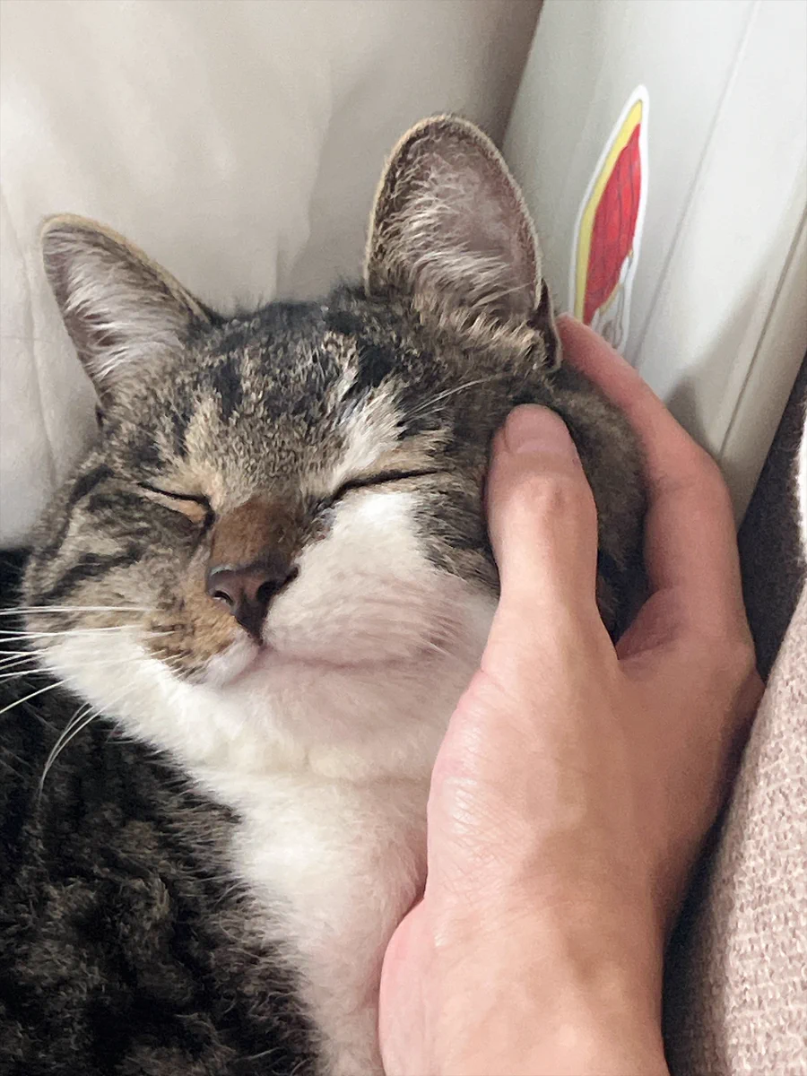 🐈🐈 on X / X