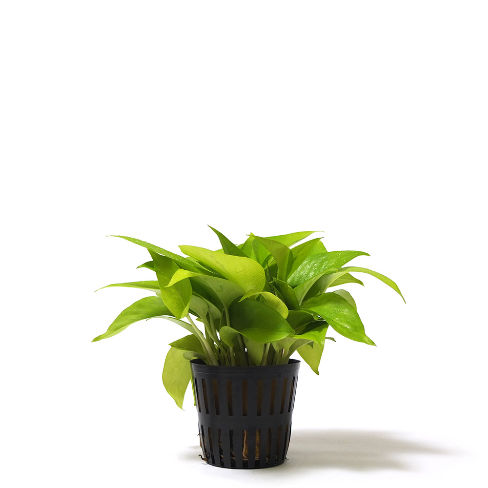 jinjt611177's tweet photo. Got a pothos Water only when top 2 inches of soil feel dry—thrives in bright indirect light u0026 hates overwatering! https://t.co/HiwnAZxIuG