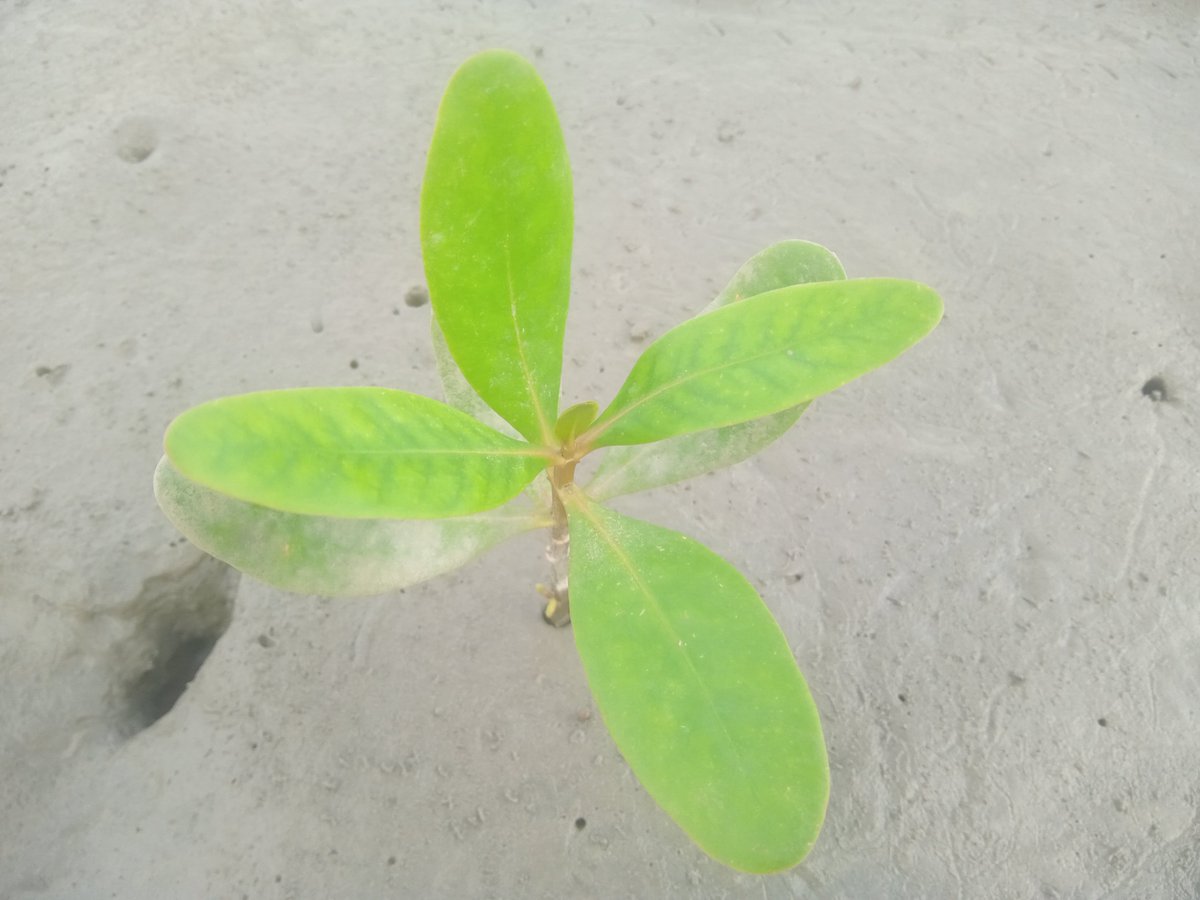 SESDOBD's tweet photo. Mangroves4Life: Our Dream, Growing One Mangrove at a Time.
When communities lead, nature recovers.
The journey is only just beginning.
#Mangroves4Life #CBEMR #MangroveRestoration #Sundarbans #Bangladesh #SESDO https://t.co/It6LQB6vhV