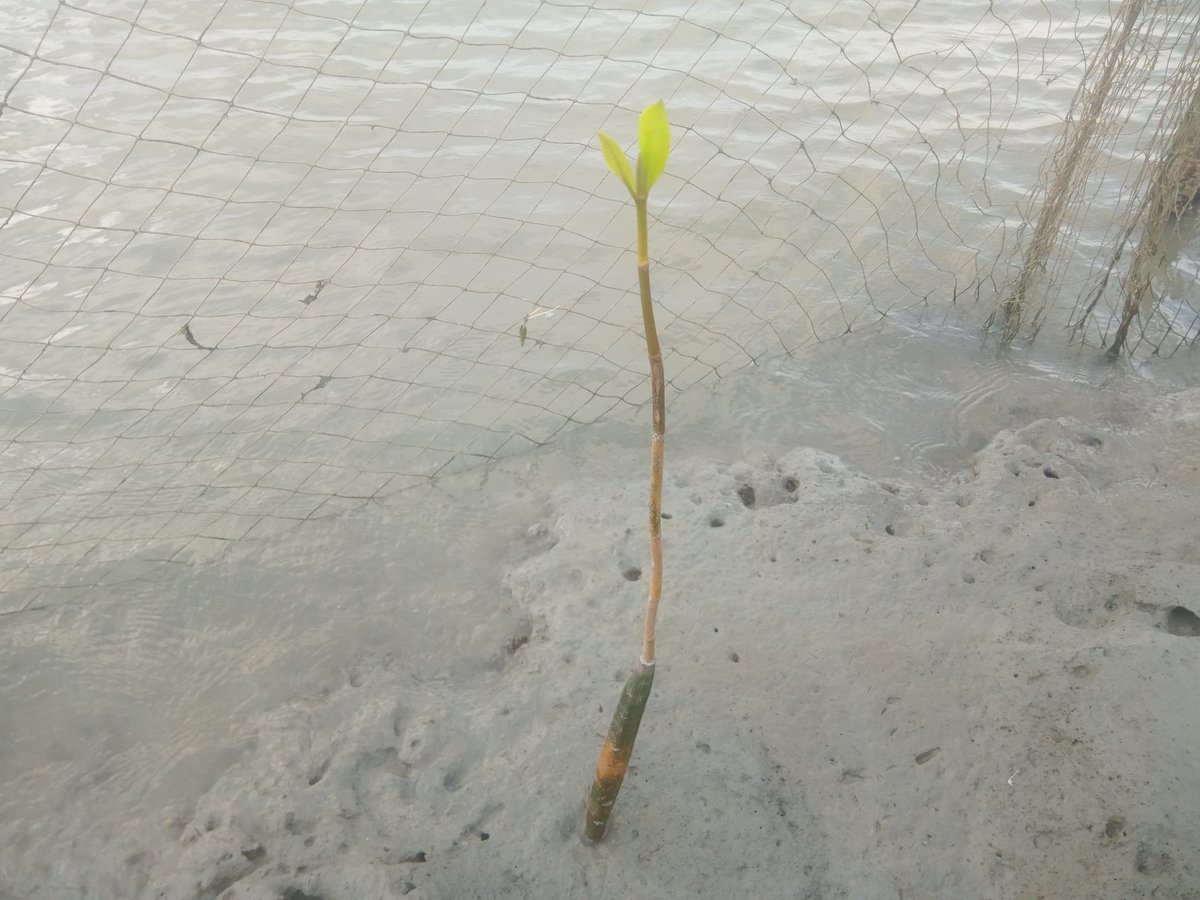 SESDOBD's tweet photo. Mangroves4Life: Our Dream, Growing One Mangrove at a Time.
When communities lead, nature recovers.
The journey is only just beginning.
#Mangroves4Life #CBEMR #MangroveRestoration #Sundarbans #Bangladesh #SESDO https://t.co/It6LQB6vhV