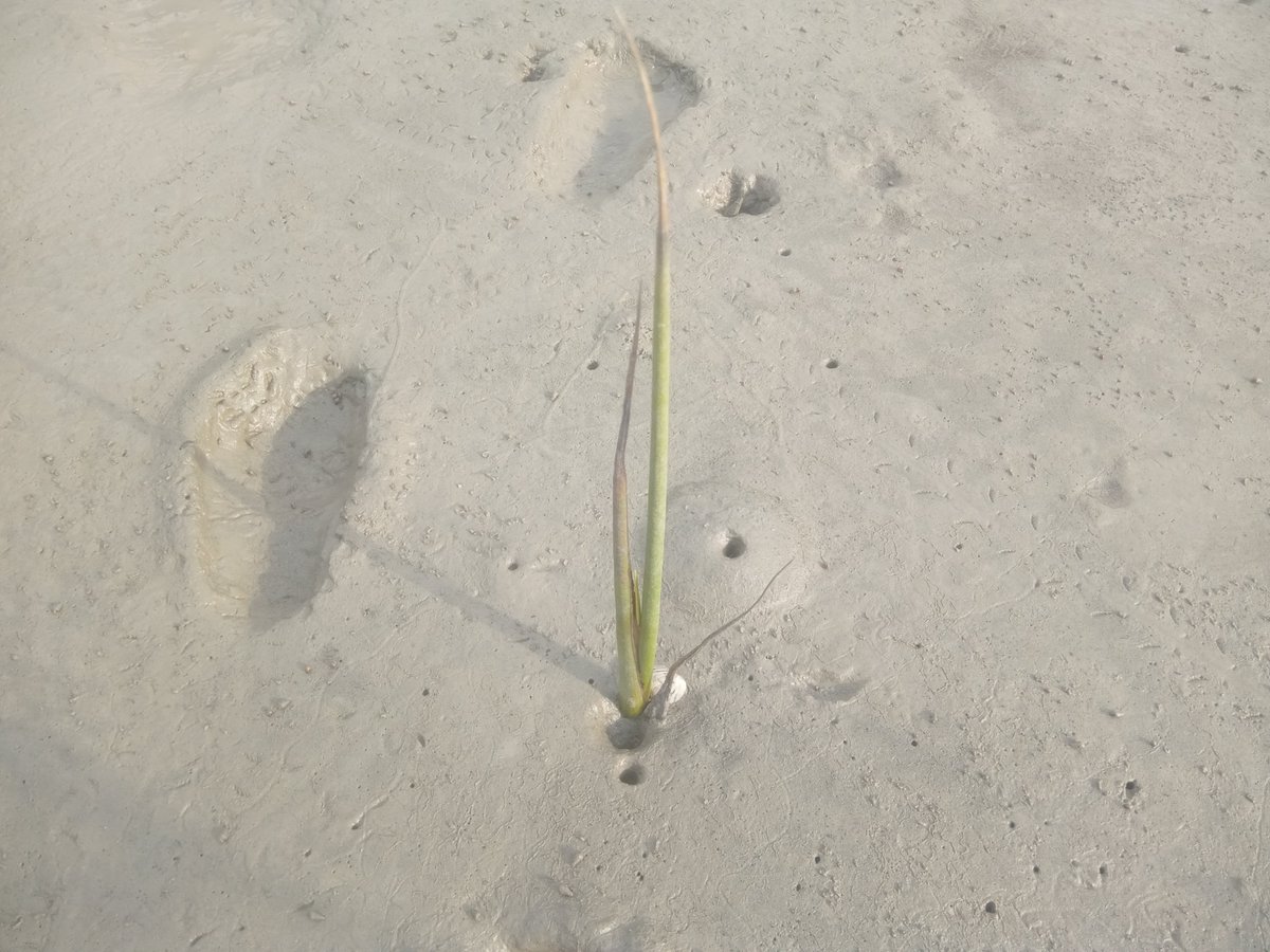 SESDOBD's tweet photo. Mangroves4Life: Our Dream, Growing One Mangrove at a Time.
When communities lead, nature recovers.
The journey is only just beginning.
#Mangroves4Life #CBEMR #MangroveRestoration #Sundarbans #Bangladesh #SESDO https://t.co/It6LQB6vhV