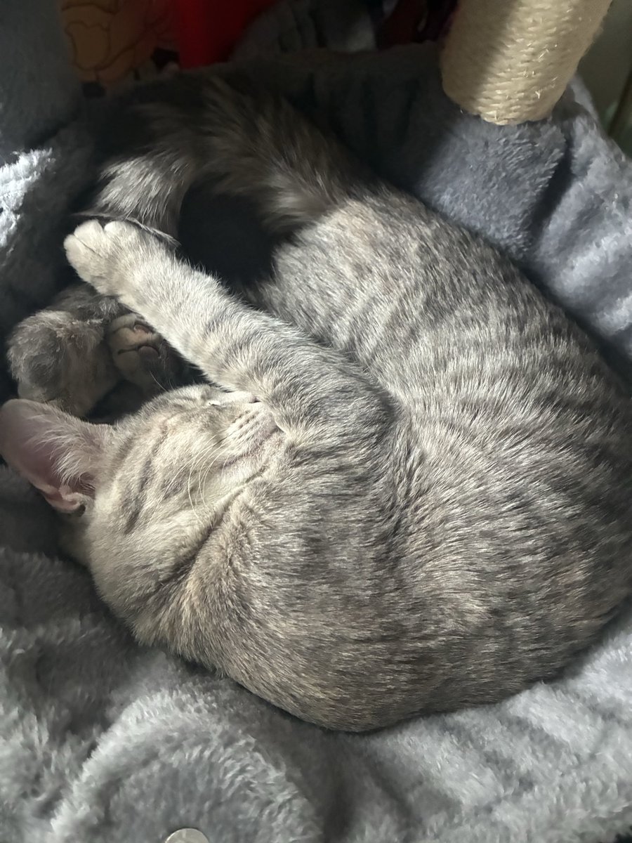 uvorcxe's tweet photo. meow ok goodnight >.< 

#nsfwtwtًً https://t.co/WYno1HsCwo