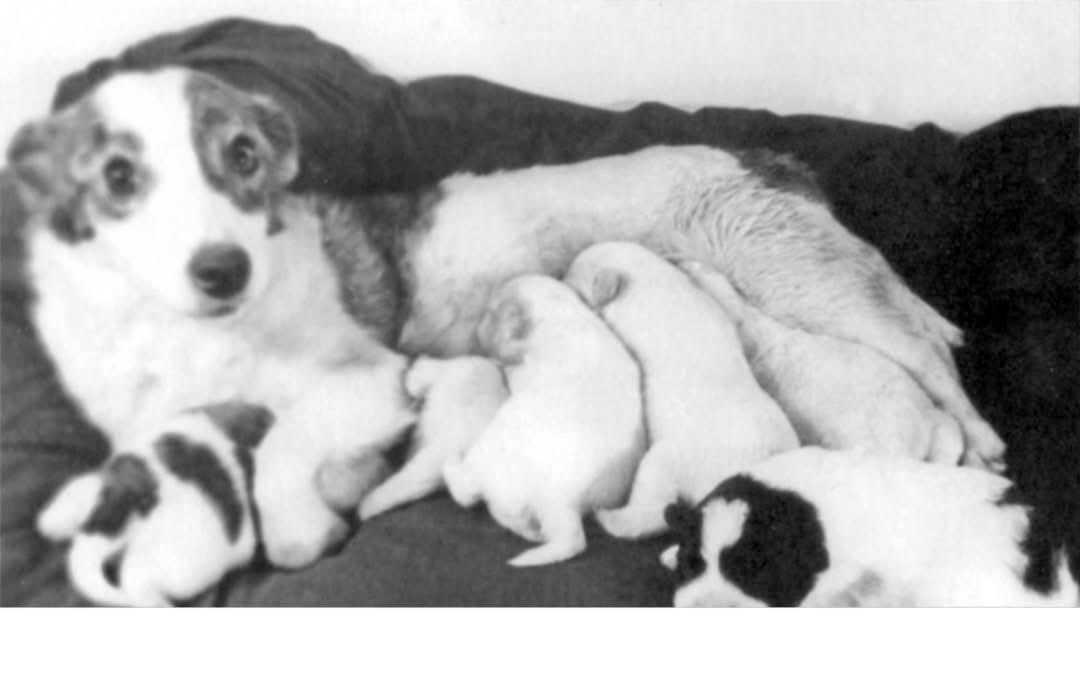 pmamtraveller's tweet photo. Soviet space dog Strelka nursing her puppies after safely returning from her orbital space mission aboard Sputnik 5 in 1960 https://t.co/0vUqweIGvV