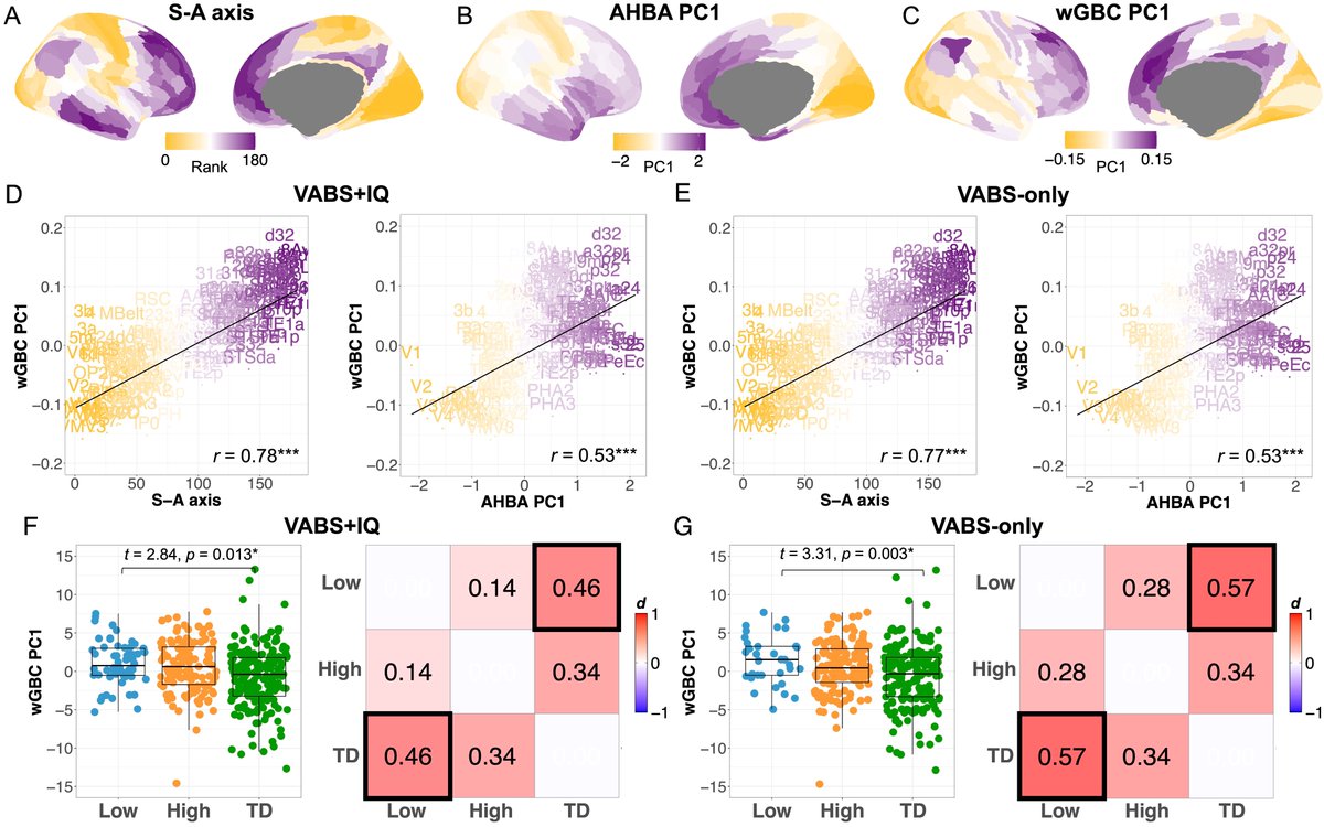 mvlombardo's tweet photo. New paper showing functional connectivity differences aligned with the sensorimotor-association axis in autistic individuals with relatively lower language, intellectual, and adaptive functioning. @LAND_IIT @IITalk @ERC_Research  https://t.co/ec1qTpvDfh https://t.co/c8Xe9cLxDc