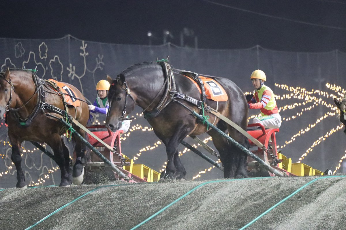 laputar0914's tweet photo. 久しぶりのエムタカラ✨️
 #エムタカラ
 #ばんえい競馬
 #帯広競馬場 https://t.co/iJSI2VamY4
