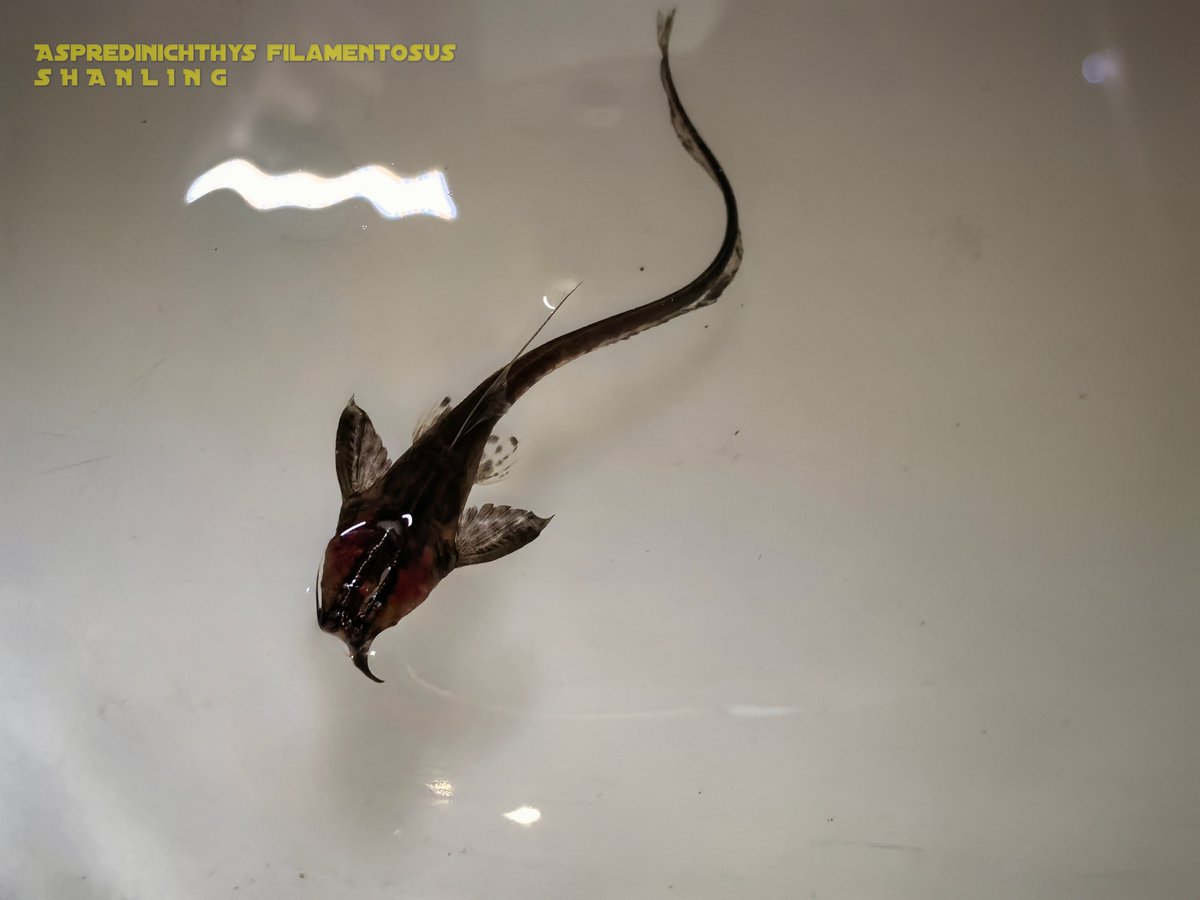 shanling600's tweet photo. Aspredinichthys filamentosus，In the intertidal zone collection, the initial need for a certain amount of salt, the future access to fresh water is yet to be verified. https://t.co/PlC3ZJmIqe