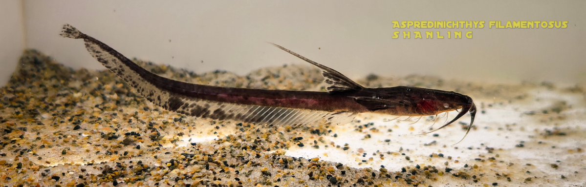 shanling600's tweet photo. Aspredinichthys filamentosus，In the intertidal zone collection, the initial need for a certain amount of salt, the future access to fresh water is yet to be verified. https://t.co/PlC3ZJmIqe