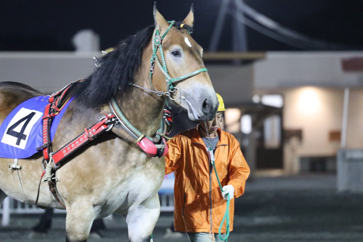 laputar0914's tweet photo. #シンエイファイト
 #ばんえい競馬
 #帯広競馬場 https://t.co/w7vPZv2CZM