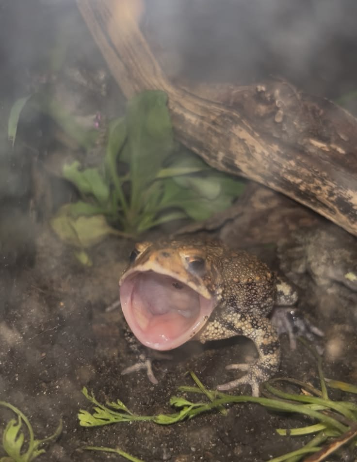 nocontextfrogs's tweet photo. https://t.co/xixpo2B7sL