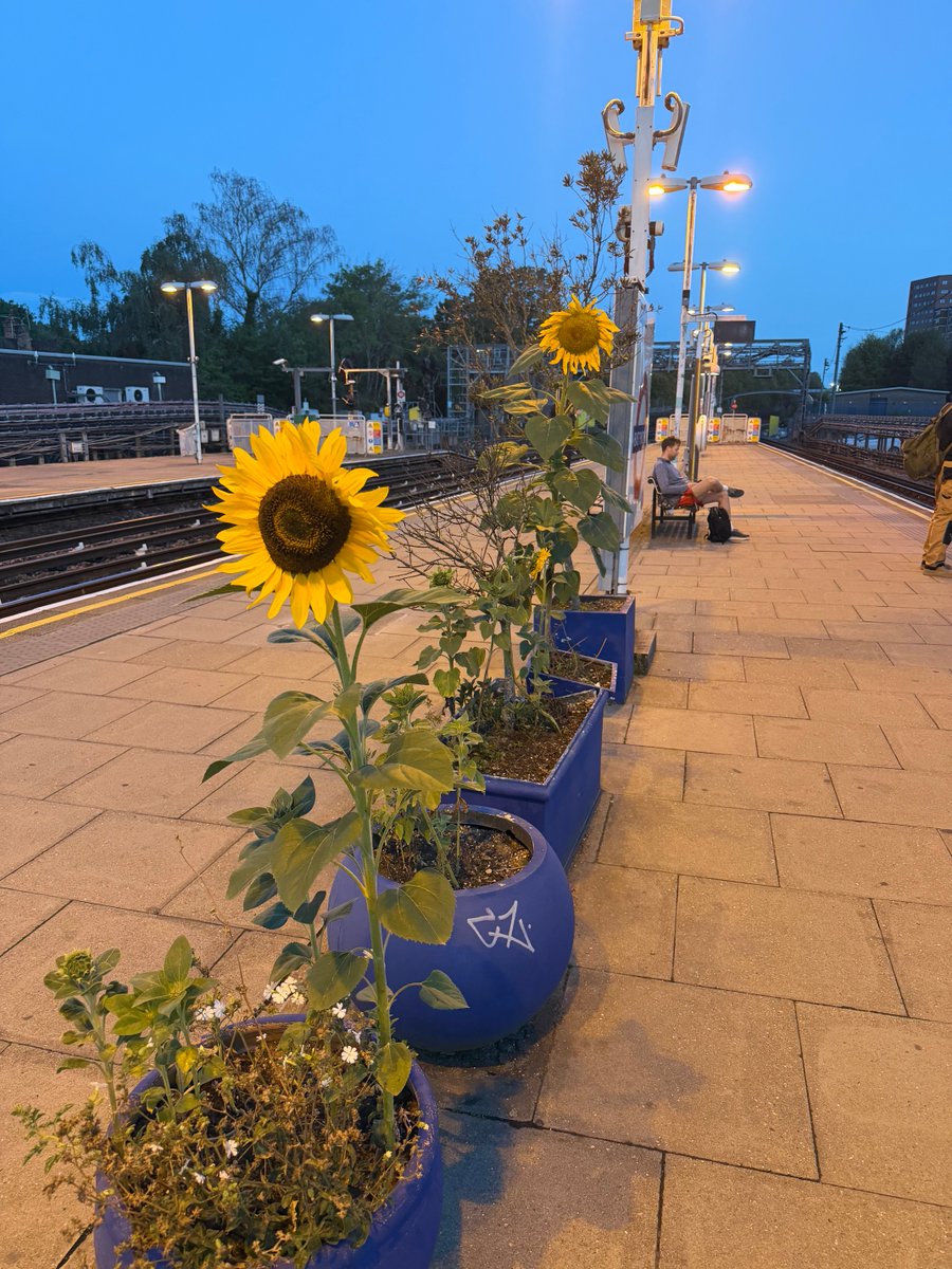 ajlees's tweet photo. East Finchley Station. Its been too hot for sunflowers this year but these two light up@the station https://t.co/GfCyqGCqv4
