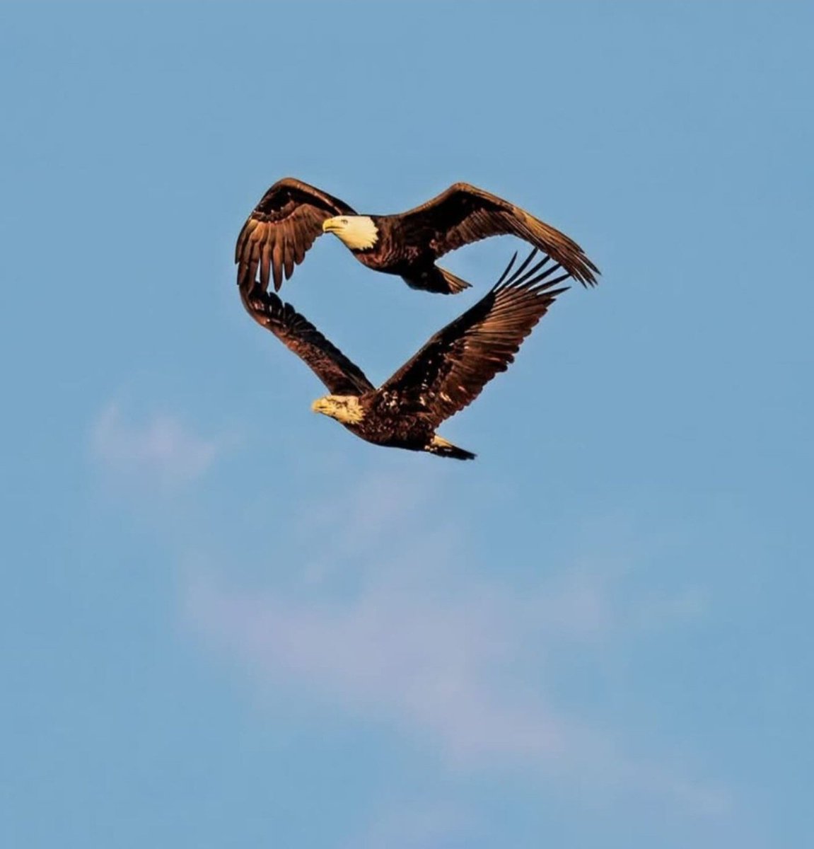 Hana_b30's tweet photo. WHAT A SHOT! 🦅
 Eric Lillard, a photographer in Colorado, captured this photo of two bald eagles making a heart formation! https://t.co/vvbfuea0hw