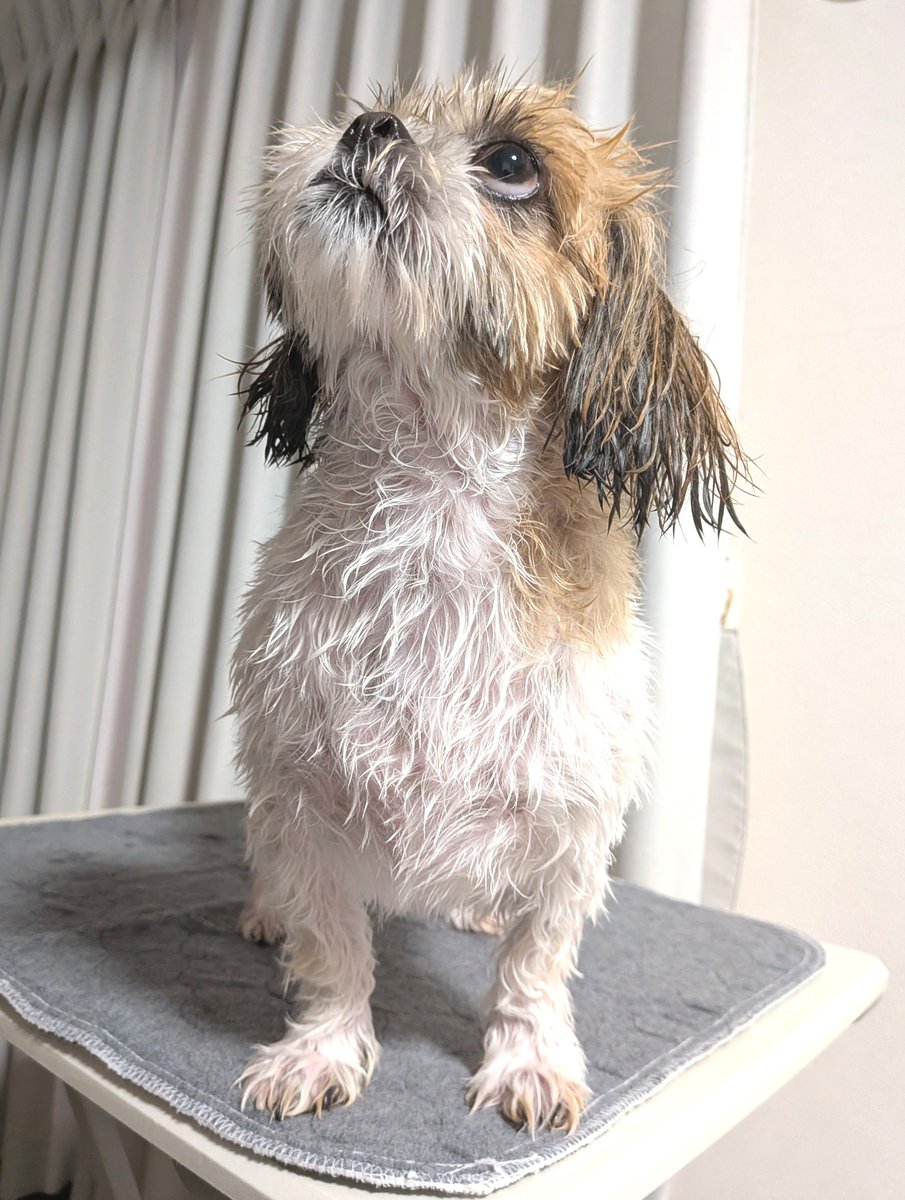 luck_the_dog's tweet photo. さっぱりしたけれど

#loveyouanyway_
#それでも好き_
#shihtzu
#シーズー https://t.co/bJpZdhBCTj