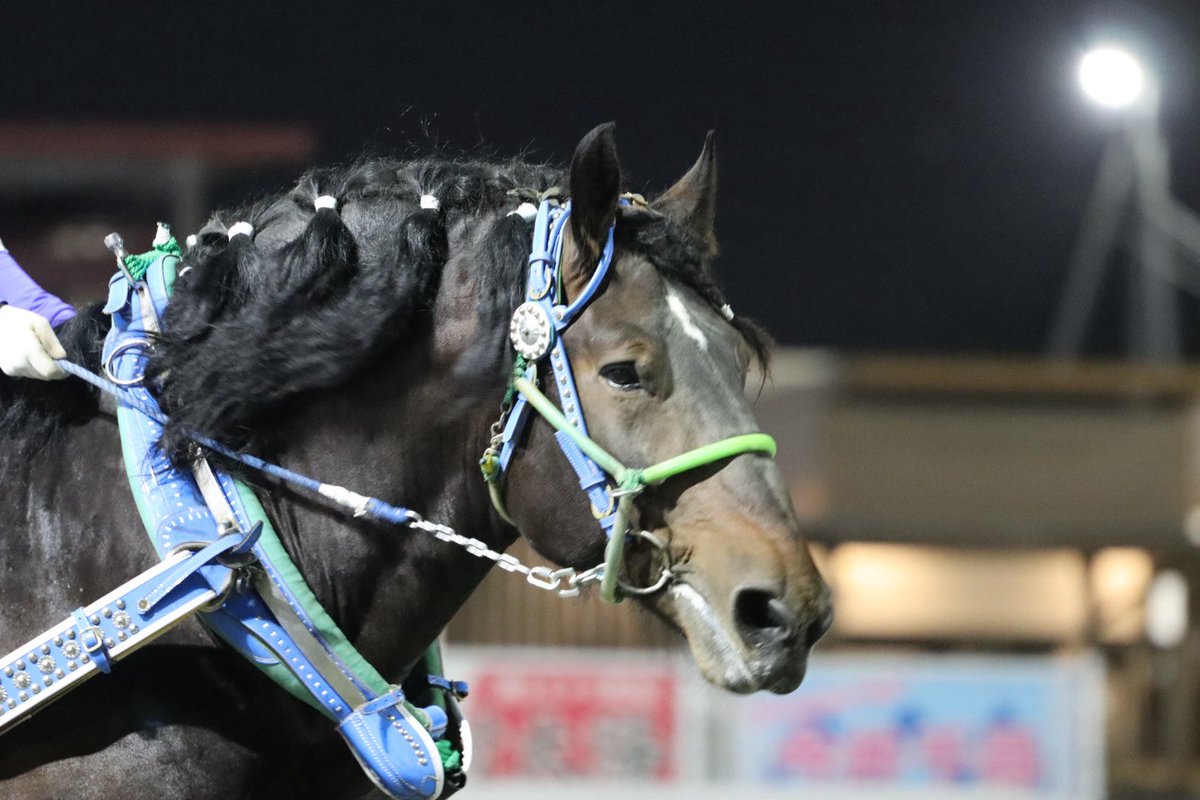 laputar0914's tweet photo. #ミチシオ
 #ばんえい競馬 
 #帯広競馬場 https://t.co/MLoMgUQVVX