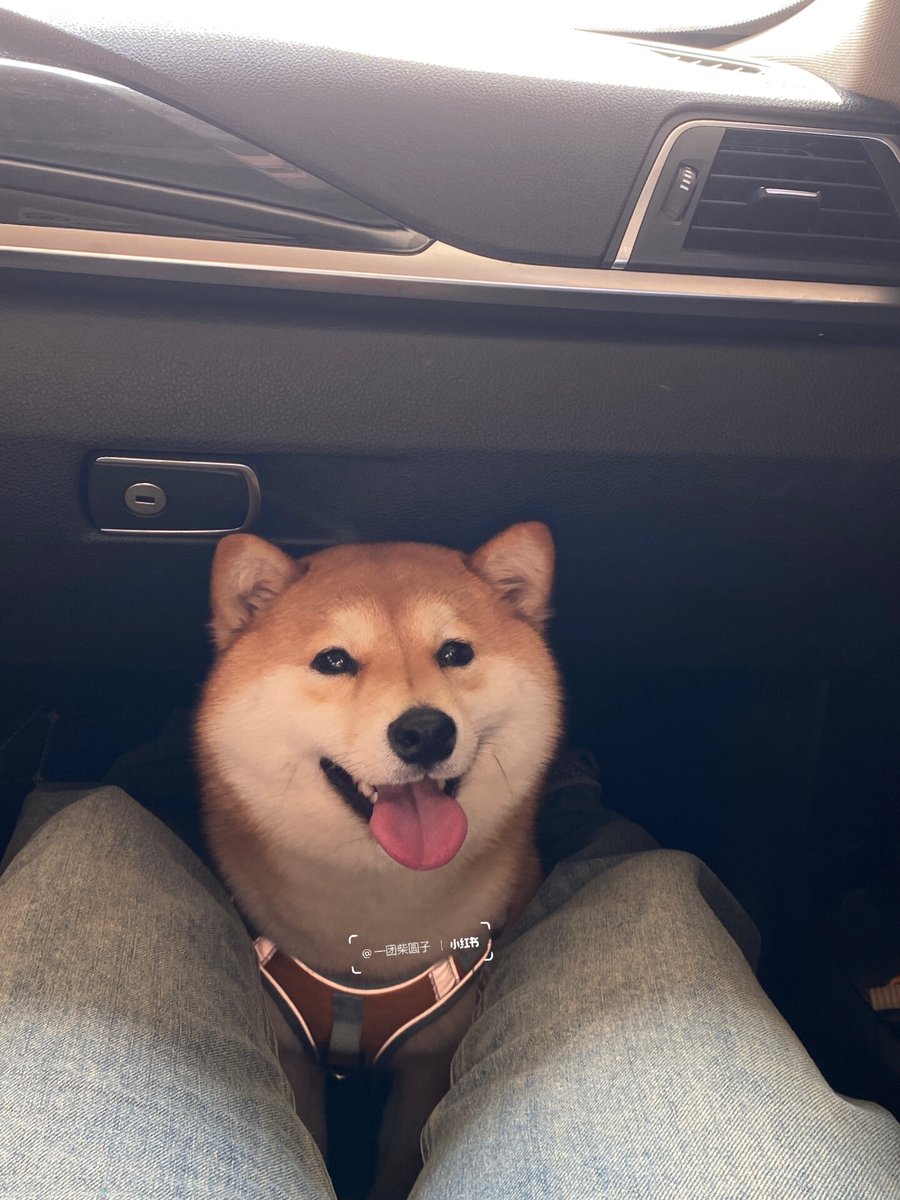 ailrn465397's tweet photo. My fluffy pup finally mastered how to sit pretty today!  So proud of this tiny milestone that made my whole week. https://t.co/KKT8Xg3RIx
