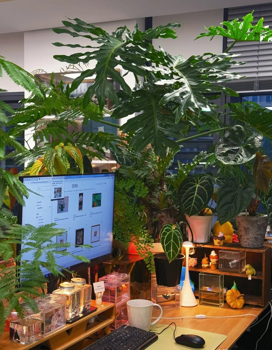 smily295010's tweet photo. Just stared at the office plant for 12 mins, my "work flow" is actually "leaf flow" today , anyone else stuck in the quiet work lull， https://t.co/qjipy5zThr