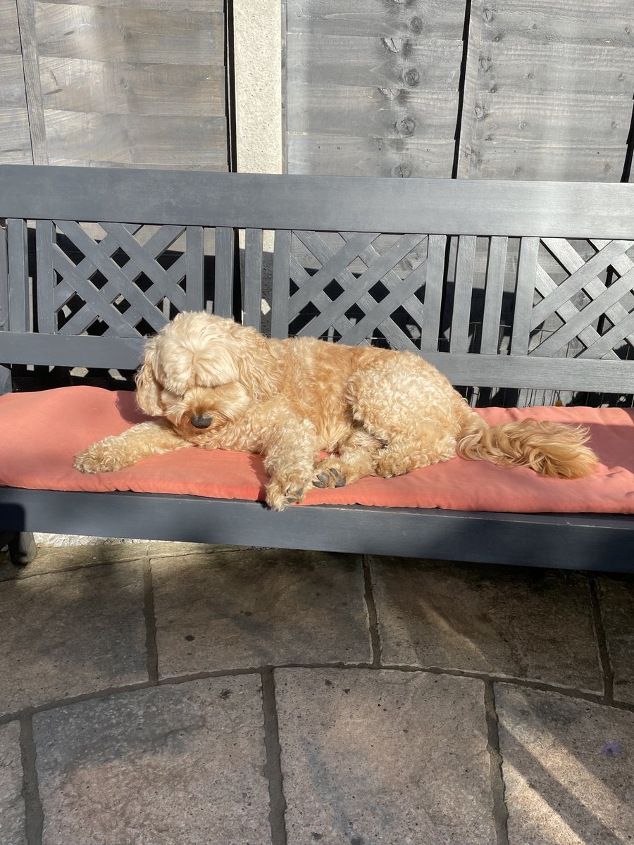 Andy6hutch's tweet photo. Keeping an eye on the Garden can get very tiring at times for my bestie….. Time for a nap…. Bless him 🥰… 🐕🐾💤😂…… #Bestie #LoyalCompanion #ItsADogsLife #HutchGarden 🧑🌾 https://t.co/CYwA57zSuY