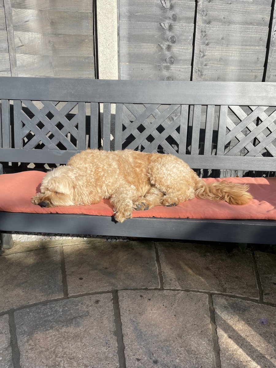 Andy6hutch's tweet photo. Keeping an eye on the Garden can get very tiring at times for my bestie….. Time for a nap…. Bless him 🥰… 🐕🐾💤😂…… #Bestie #LoyalCompanion #ItsADogsLife #HutchGarden 🧑🌾 https://t.co/CYwA57zSuY