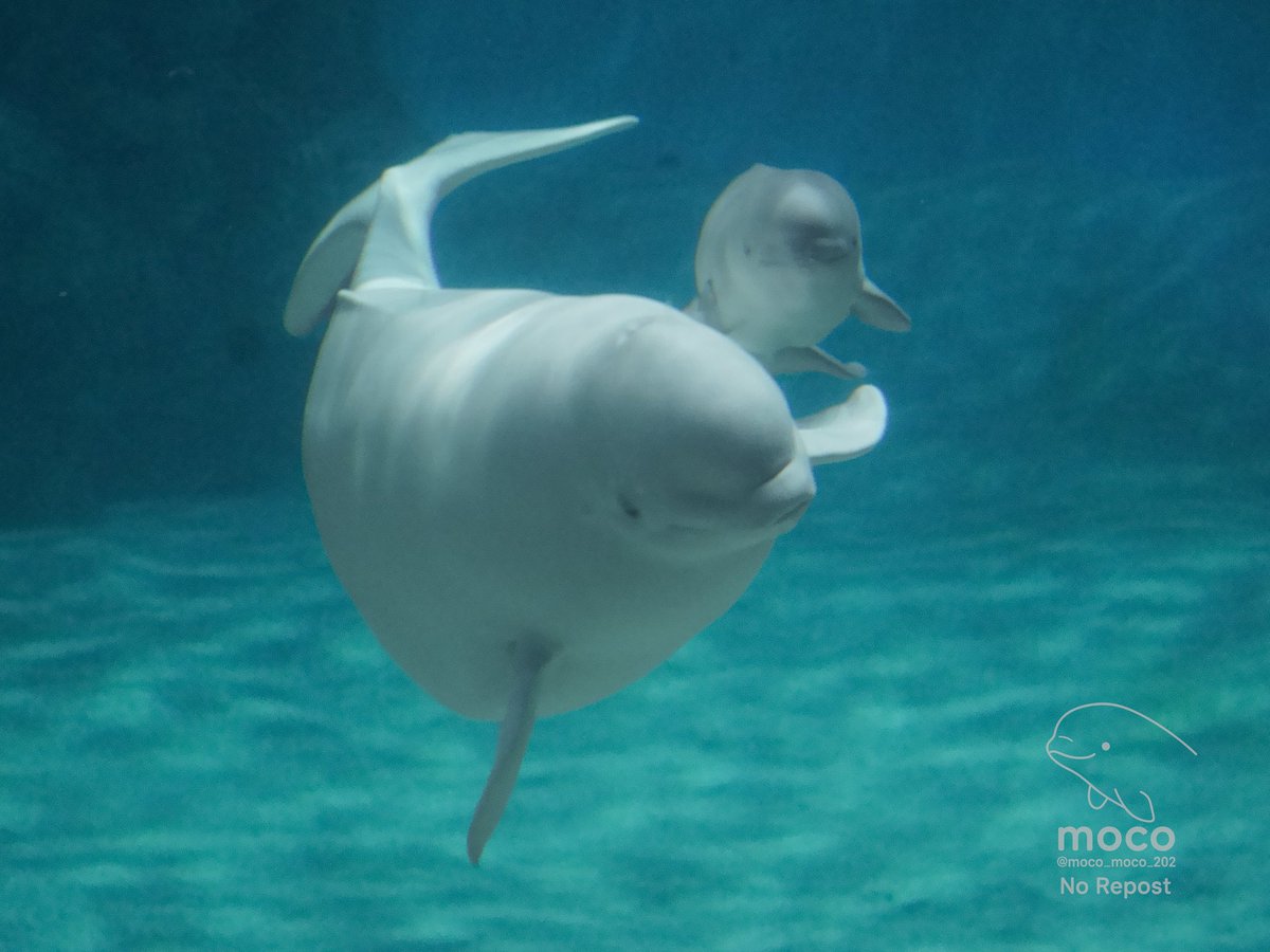 moco_moco_202's tweet photo. ベビーちゃん、生まれてきてくれてありがとう。
またきっと…ナナちゃんのところに戻ってきてね
それまで、またね

（8月4日に撮影した写真です） https://t.co/b7gDKzJUou