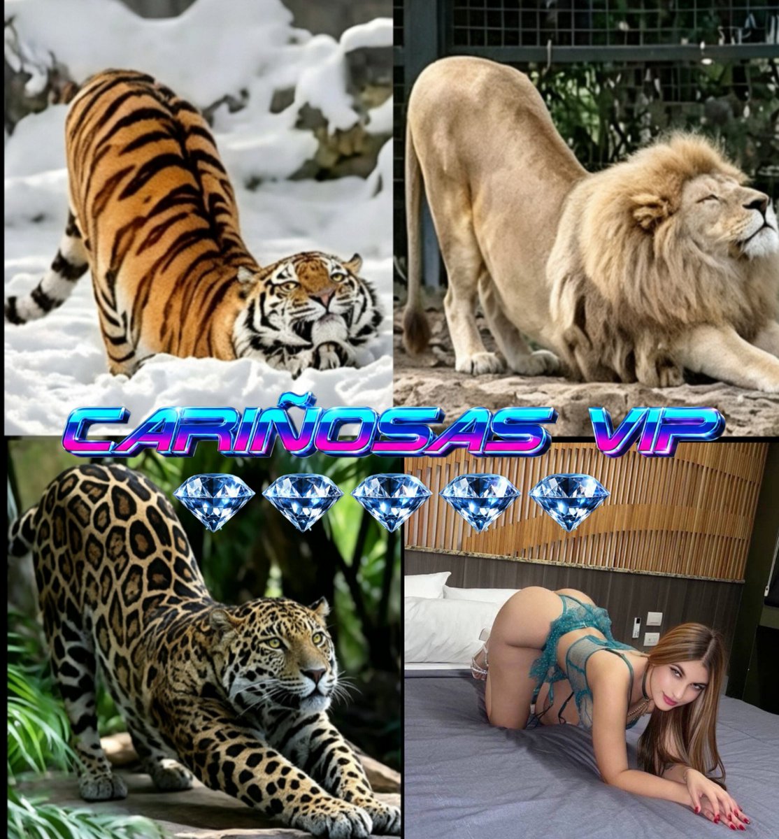 CARIOSASVI2lse's tweet photo. Siempre he pensado que las fieras más peligrosas de este mundo🌎 tienen la misma belleza,la mismas pose, en diferente cuerpo.

@Katerinne01zx 
MÁS DE ELLA
CARIÑOSA VIP
 💎💎💎💎💎
Aquí 👉 https://t.co/Nt1hpmFVhQ

#memes #viral #ParaTi #CDMX #México #NightLife https://t.co/rDtyuD1XIs