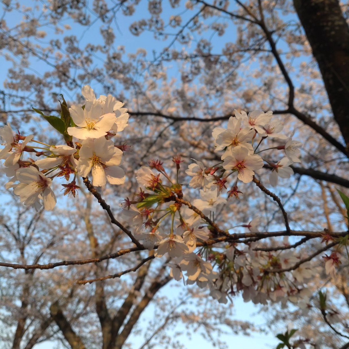 IsaWade7v's tweet photo. Cherry blossoms in the evening https://t.co/5phGq5CSAQ