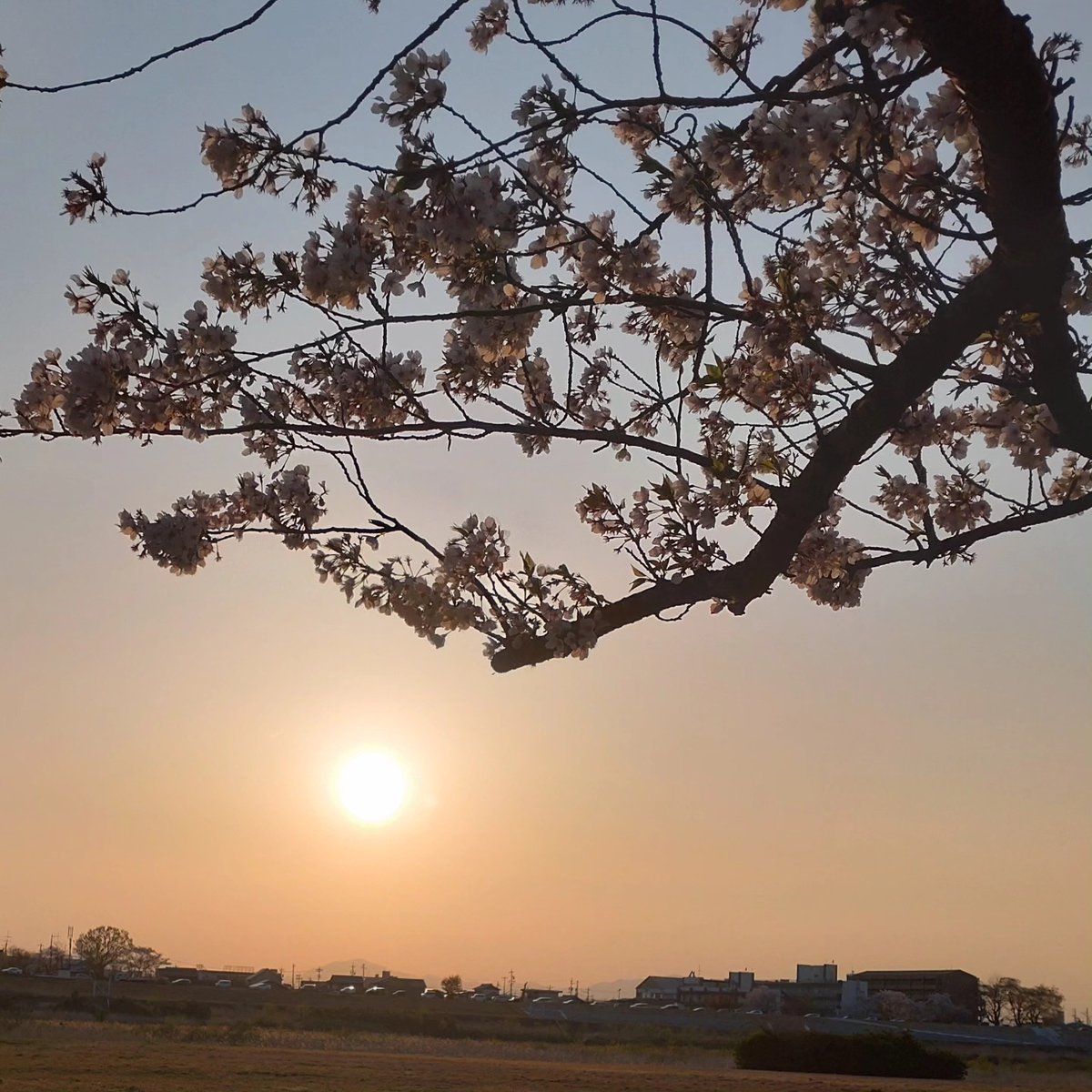 IsaWade7v's tweet photo. Cherry blossoms in the evening https://t.co/5phGq5CSAQ