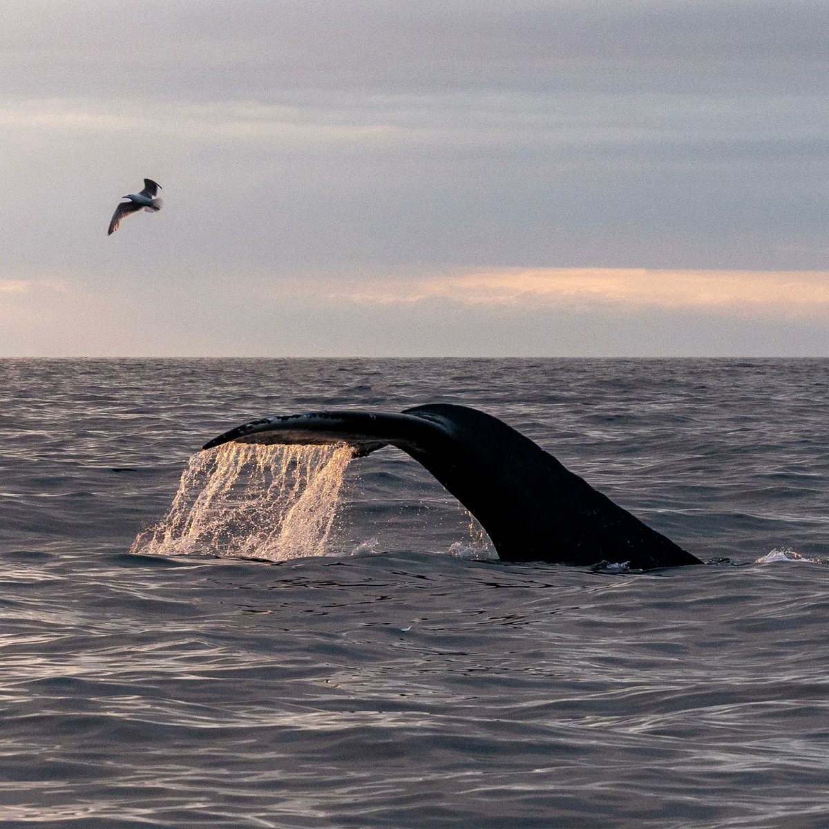 RaRibeiroo's tweet photo. Humpback whales are majestic residents of the Barents Sea near Teriberka. Their graceful breaches and powerful splashes capture the strength and beauty of the wild. https://t.co/4MR8kkFwCk