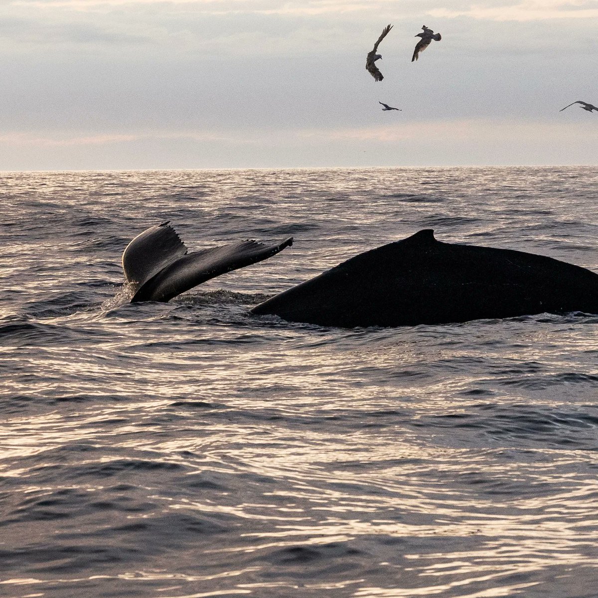 RaRibeiroo's tweet photo. Humpback whales are majestic residents of the Barents Sea near Teriberka. Their graceful breaches and powerful splashes capture the strength and beauty of the wild. https://t.co/4MR8kkFwCk