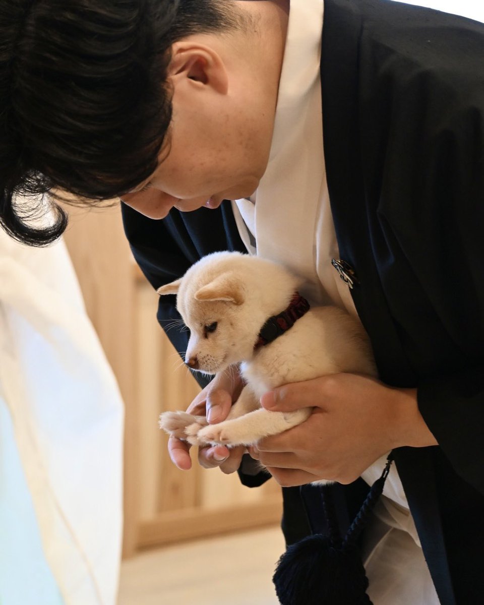 hachimangu1661's tweet photo. 【二代目豆柴シロちゃんをお迎えしました🐕✨】

このたび福島八幡宮に、新たな仲間として
「二代目豆柴シロちゃん」をお迎えいたしました。

お迎えにあたり初宮詣を執り行い、
これから健やかに成長し、
元気に過ごせるようご祈願いたしました⛩️

そして、
これまで福島八幡宮の看板犬として
皆さまに可愛がっていただいている
初代豆柴シロちゃんも、
元気に過ごしております🐕

初代豆柴シロちゃんも年齢を重ねてきたことから、これからは無理をせず、シロちゃん自身のペースでゆっくりと過ごしてもらいながら、少しずつ二代目シロちゃんが皆さまの前に登場する機会も増えていく予定です。

これまでたくさんの方とのご縁を
つないでくれた初代豆柴シロちゃん。

そして、これから新たなご縁を
つないでいく二代目豆柴シロちゃん。

それぞれの豆柴シロちゃんを、
これからも変わらず温かく
見守っていただけましたら幸いです☺️

境内で二代目豆柴シロちゃんを見かけた際には、ぜひ優しく声をかけてあげてくださいね🐾

これから、二代目豆柴シロちゃんも
どうぞよろしくお願いいたします。

豆柴シロちゃん公式Instagramを新しく開設しました🎉
フォローをよろしくお願いします🙇🏻‍♀️✨