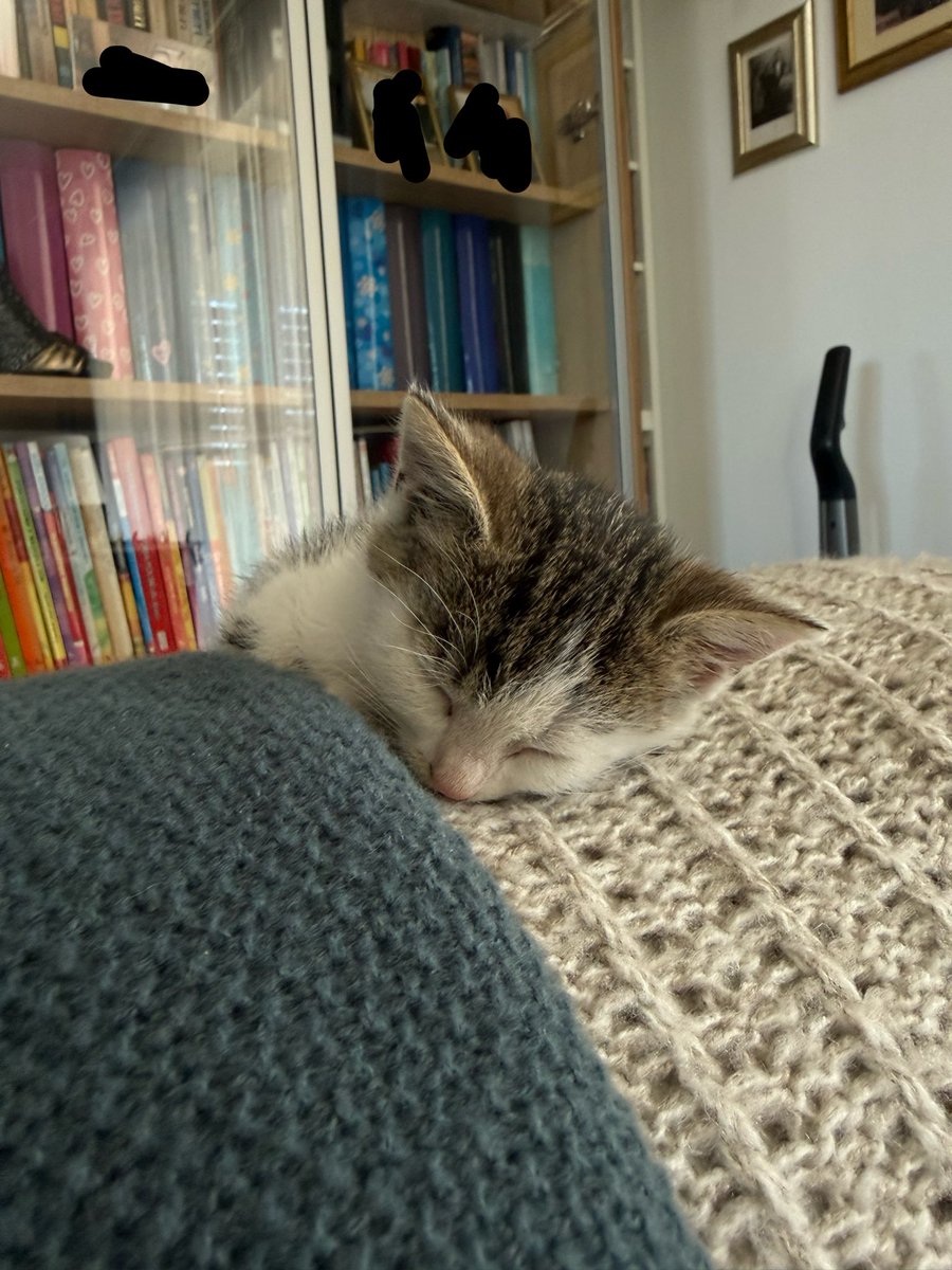 titobombardiero's tweet photo. rozjebał kwiatka a teraz śpi i zgrywa niewiniątko https://t.co/Z8mnxPbjhx