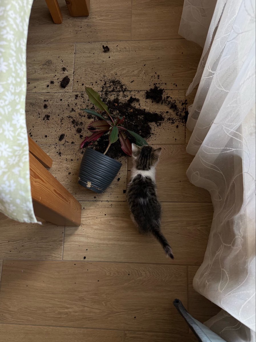 titobombardiero's tweet photo. rozjebał kwiatka a teraz śpi i zgrywa niewiniątko https://t.co/Z8mnxPbjhx
