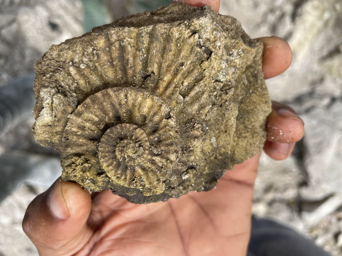 didactic0t's tweet photo. Guys, look i saw this on my way 
is this a fossil or the remains of my Monday motivation? 😭😂 https://t.co/pUpbpCuLEN