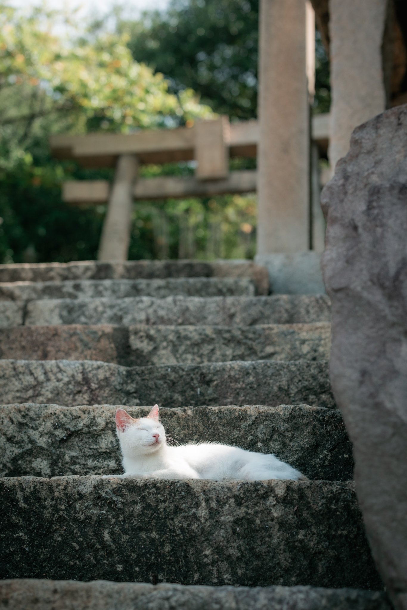 ふーてんの猫🐆 on X: 