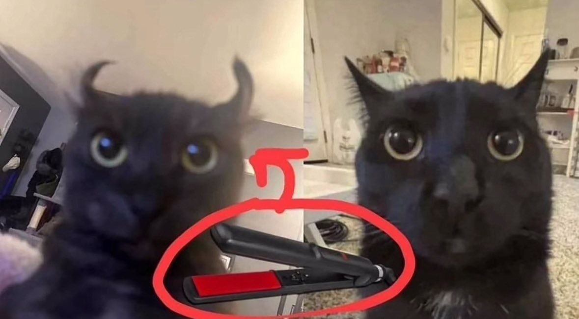 Cats_ooc's tweet photo. https://t.co/607GJn5fJB