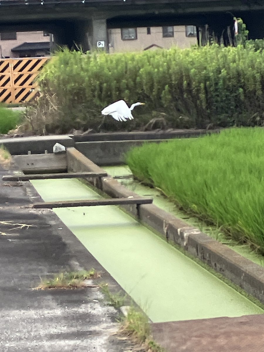 district_jp's tweet photo. いつもの散策ルートの途中、青々と育った稲の横を通りかかると、水脈から大きな白鷺がすっと飛び立っていきました。普段は何気なく歩いている道も、こうした小さな生き物との出会いがあると、少し特別な散歩道に感じられますね。
#DistrictApp #日常が冒険に変わる #季節の移り変わり https://t.co/eOPQKfjYmt