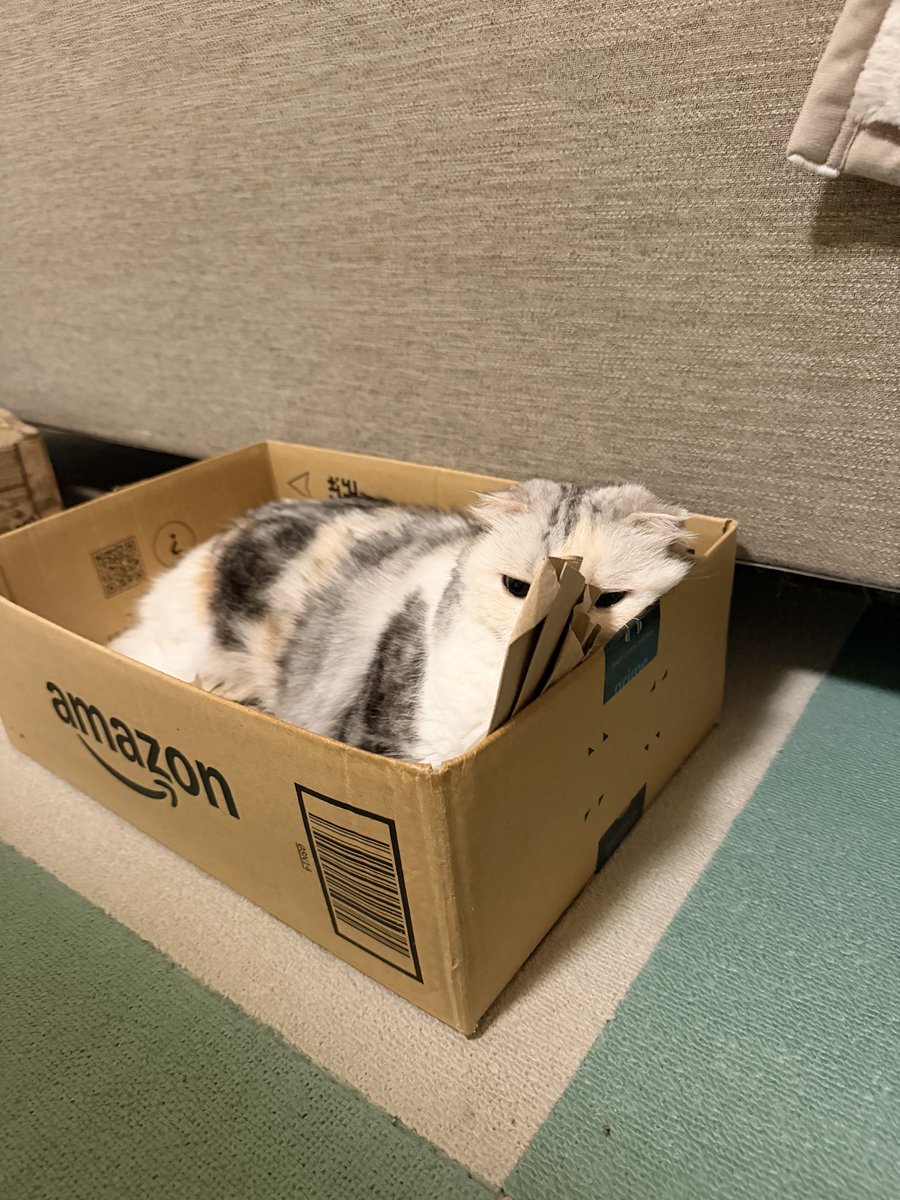 ayarosmith's tweet photo. えっ えっ スコなんでそれ平気なの？？？😳😳😳
紙！邪魔やん！！🤣🤣🤣

#ilovemycats  #cats  #ネコ  #ねこ  #猫 https://t.co/NYXcuwfcGv