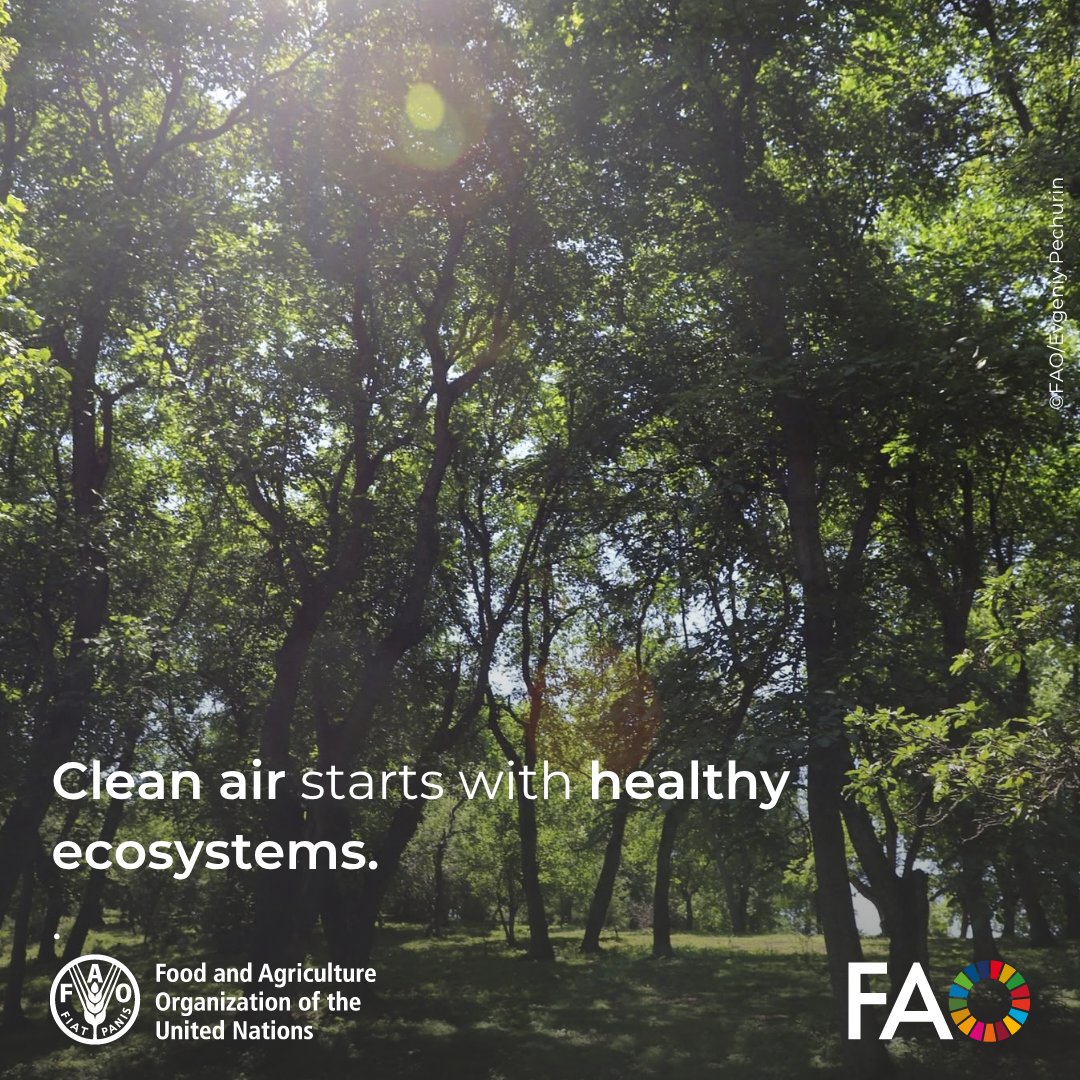 FAOKyrgyzstan's tweet photo. 🌳 Healthy forests and rangelands mean cleaner air and a more resilient climate. Through the #CSFOR project, @FAO and partners are restoring ecosystems and supporting a low-carbon future for Kyrgyzstan.

Every action counts. Every breath matters. 💙
#CleanAirDay https://t.co/MuaGMYGk06