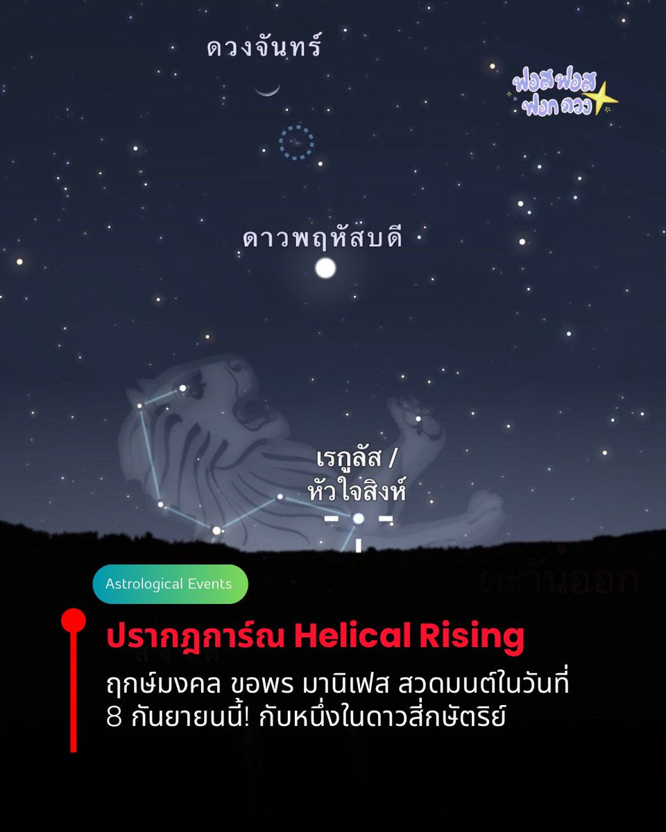 phosforc3's tweet photo. วันที่ 8 กันยายนนี้ เวลา 05:14 น. กรุงเทพฯ ประเทศไทย เกิดปรากฏการณ์ Heliacal Rising กับดาวฤกษ์ Regulus ——— 🪷 ★.•°•.°´¯ ♔

Heliacal Rising ใช้สำหรับการวางฤกษ์ในสาย Talismanic และ Esoteric และมักจะขึ้นในช่วงเช้ามืดหรือช่วงเช้าตรู่ก่อนพระอาทิตย์ขึ้นเสมอ ใครที่ชอบตื่นเช้าหรือทำวัตรเช้า ฯลฯ สามารถใช้ฤกษ์นี้ได้เช่นกันในการปฏิบัติ

Regulus หรือ Cor Leonis (ดาวหัวใจสิงห์) เป็นหนึ่งใน Royal Stars of Persia หรือดาว 4 กษัตริย์ ที่ถูกยกให้เป็น "ผู้พิทักษ์" ท้องฟ้าทั้งสี่ทิศ พลังของดาวดวงนี้วนอยู่รอบเรื่องอำนาจ เกียรติยศ การเป็นผู้นำ และความสำเร็จ การถูกยอมรับ ความรุ่งโรจน์ 

ช่วง Heliacal Rising ของ Regulus จึงเหมาะกับการอธิษฐานหรือทำ Ritual ที่นำมาซึ่ง การเลื่อนตำแหน่ง หรือนำมาซึ่งอำนาจบารมี การถูกยอมรับในที่สาธารณะ การสร้างความมั่นใจและภาวะผู้นำในตัวเอง ชัยชนะ ความรุ่งโรจน์ หรือการขอความเป็นธรรมในกรณีที่ตัวเองอยู่ฝ่ายถูกต้องตามกฎหมายและต้องเผชิญหน้ากับผู้มีอำนาจ เพราะพลังของ Regulus คือพลังของผู้ที่สมควรได้รับการยอมรับ ไม่ใช่พลังที่ได้มาโดยมิชอบ

พ่อหมอไม่แนะนำให้ใช้ฤกษ์นี้ในการทำสเปลที่เกี่ยวกับการแก้แค้น การแย่งชิงอำนาจที่ไม่ชอบธรรม หรือการกดข่มคนอื่นเพื่อยกตัวเอง เพราะจุดอ่อนที่สุดของ Regulus คือความหยิ่งผยอง ความทรนง ที่นำไปสู่การล่มสลาย ใครใช้อำนาจในทางที่ผิดมักจบลงด้วยการตกจากตำแหน่งอย่างรวดเร็วและเป็นที่ประจักษ์ต่อสาธารณะ

การทำ Ritual นี้ก็เหมือนเดิมคือต้องออกไปที่โล่งแจ้งก่อนฟ้าสาง มองไปทางทิศตะวันออกเฉียงเหนือเล็กน้อย (แนวขอบฟ้าที่ Regulus โผล่พ้นขึ้นมา) แล้วอธิษฐานหรือทำ Ritual ในหัวข้อที่เกี่ยวข้อง หรือหากใครไม่สะดวกก็แนะว่าอยู่ในห้องแล้วทำกิจกรรมหรือพิธีต่าง ๆ นั่งสมาธิ ขอพรในห้องก็ได้ครับ

สิ่งที่ทำให้ฤกษ์นี้น่าสนใจเป็นพิเศษคือ ดวงจันทร์กำลังเสวยคฤหาสน์จันทราฤกษ์ห้องที่ 10 อัลญับฮะฮ์ (الجبهة หรือ Al-Jabhah) ซึ่งเป็นคฤหาสน์จันทราห้องของดาว Regulus เองด้วยเช่นกัน เท่ากับว่าเช้านี้ Regulus ปรากฏตัวขึ้นบนฟ้าพร้อมกับที่ดวงจันทร์ก็โคจรผ่านห้องหอของตัวเองแบบพอดิบพอดีครับ  จึงยิ่งเป็นการซ้อนพลังของ Regulus สองชั้นในเวลาเดียวกันเลยครับ

พลังของอัลญับฮะฮ์ เป็นพลังของการพักฟื้นและการคืนกลับมาของกำลัง ถ้าช่วงก่อนหน้านี้ใครรู้สึกอ่อนแรง เจ็บป่วย หมดไฟ หรือหดหู่ ช่วงนี้คือจังหวะที่พลังนั้นเริ่มไหลกลับมา จึงเหมาะมากกับการทำพิธีหรืออธิษฐานเรื่องการฟื้นตัวจากความเจ็บป่วยทั้งกายและใจ การกลับมามีเรี่ยวแรงหลังช่วงเวลาที่อ่อนล้า ความสัมพันธ์ที่ต้องการความอบอุ่นและความรักกลับคืนมา การกระชับพันธมิตรหรือคนที่ช่วยเหลือกันและกันให้แน่นแฟ้นขึ้น การเสริมความมั่นคงให้กับสิ่งที่กำลังสร้างอยู่ ไม่ว่าจะเป็นบ้าน ธุรกิจ หรือแผนระยะยาว และการป้องกันตัวเองจากคนที่คิดร้าย ในเชิงตั้งรับมากกว่าเชิงรุก

อีกชั้นที่ซ้อนเข้ามาคือดิถีของดวงจันทร์เอง ชในตอนที่เกิด Heliacal Rising นี้ดวงจันทร์ก็อยู่ในดิถี Balsamic ที่เป็นดิถีสุดท้ายก่อนจะขึ้นเป็นวันอมาวสี (New Moon) เป็นดิถีที่แสงจันทร์เหลือเป็นเสี้ยวบางที่สุด พลังงานของดิถีนี้ให้ในเรื่องของการปล่อยวาง การปลดปล่อย การเข้าสู่โลกภายใน การปลีกวิเวก การสะสางสิ่งที่คั่งค้างก่อนเริ่มสิ่งใหม่ ช่วงนี้จึงเหมาะกับการอธิษฐานตัดจบสิ่งที่ฉุดรั้งตัวเองอยู่ ปล่อยวางความสัมพันธ์หรือสถานการณ์ที่ระบายพลังของเราจนหมด การกรวดน้ำ พิธีขอขมา และเคลียร์พื้นที่ในใจให้ว่างพอที่จะรับสิ่งใหม่ที่กำลังจะมาพร้อมอมาวสีในอีกไม่กี่วันข้างหน้า

เมื่อนำทั้งสามชั้นมารวมกัน จึงเป็นฤกษ์ของการค่อย ๆ ทวงคืนพลังและศักดิ์ศรีของตัวเองกลับมาอย่างเงียบ ๆ พร้อมกับปล่อยวางสิ่งที่ทำให้เราอ่อนแอลงไปพร้อมกัน สิ่งที่แนะนำให้ทำในเช้านี้คือ อธิษฐานขอให้พลังและความมั่นใจที่เสียไปกลับคืนมา ขอบคุณและปล่อยวางบทที่กำลังจะจบลงอย่างมีศักดิ์ศรี ขอการยอมรับหรือตำแหน่งที่สมควรได้รับโดยไม่ต้องไปแย่งชิงจากใคร และขอความคุ้มครองให้พ้นภัยจากคนที่คิดร้ายในกับเรา เหมาะเป็นพิเศษกับคนที่เพิ่งผ่านช่วงเวลาที่รู้สึกไร้พลังหรือถูกเหยียบย่ำมา และอยากตั้งหลักกลับมายืนอย่างสง่างามอีกครั้ง อีกทั้งเป็นเวลาอันควรที่จะสละความเป็นอัตตาอีโก้ลง

(ต่อ)

ฝากร้านของพ่อหมอด้วยนะครับ มีทั้งการอ่านไพ่พยากรณ์ โหราศาสตร์ตะวันตก และการให้ฤกษ์ ฯลฯ  #ฟอสฟอสฟอกดวง #โหราศาสตร์ตะวันตก #ดูดวงฟรี #ดูดวง