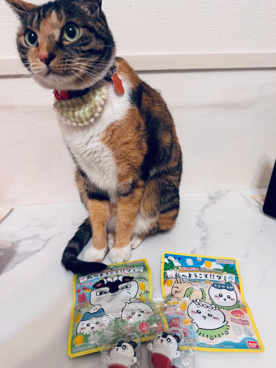 猫島ちくわ🐈🐟Chikuwa JPVtuber (@nekockw) / X
