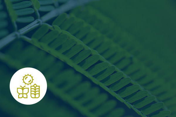 ELIXIREurope's tweet photo. 🌱 The E-PAN project, funded by ELIXIR, has developed guidance, computational pipelines, visualisation tools and #interoperable data formats to help researchers assess, explore and share 🧬 plant #pangenome data. 
🔗 E-PAN project and its outputs: https://t.co/Pa5JaLlqHJ https://t.co/Y12Li7elvD