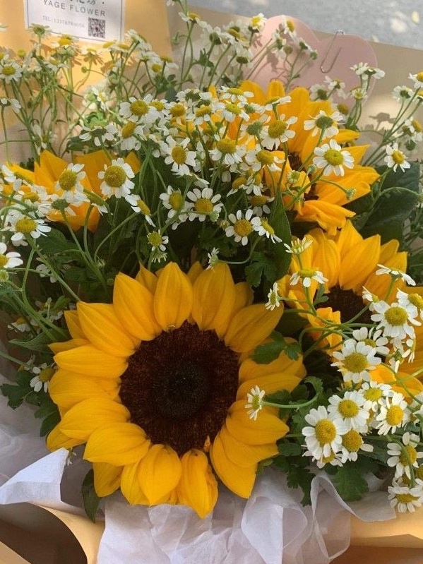 sunflowerchives tweet picture