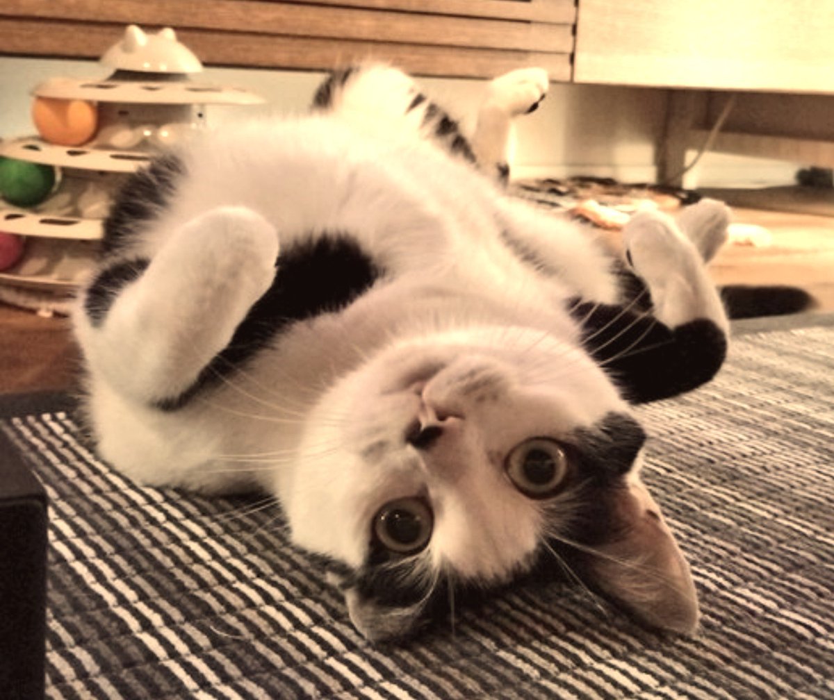 kosumochan's tweet photo. ヒール( ᐛ👐)✨ https://t.co/rMwhirpALO