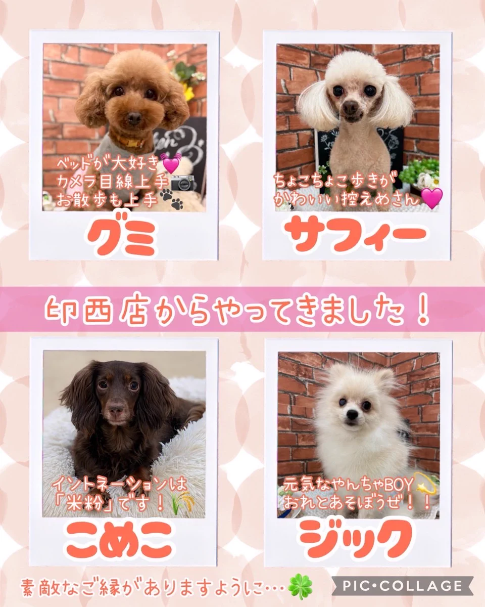 活動歴および当時の関連ビジュアル記録