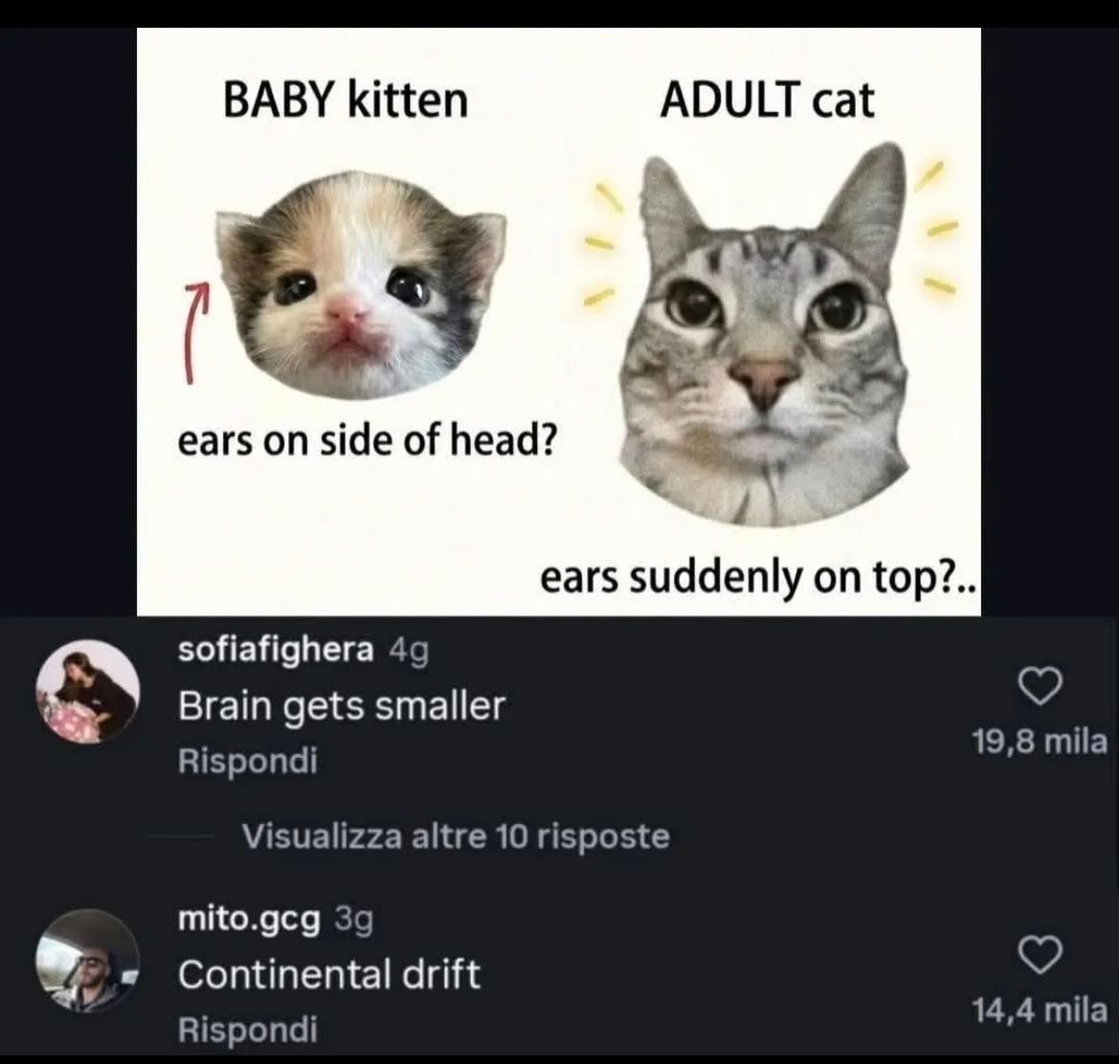 Cats_ooc's tweet photo. https://t.co/k0fJc72Dmv